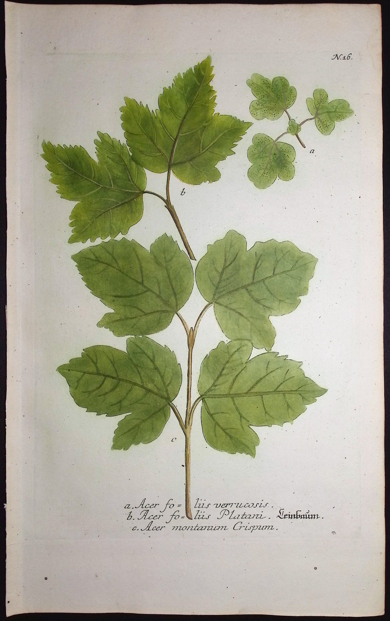 Maple