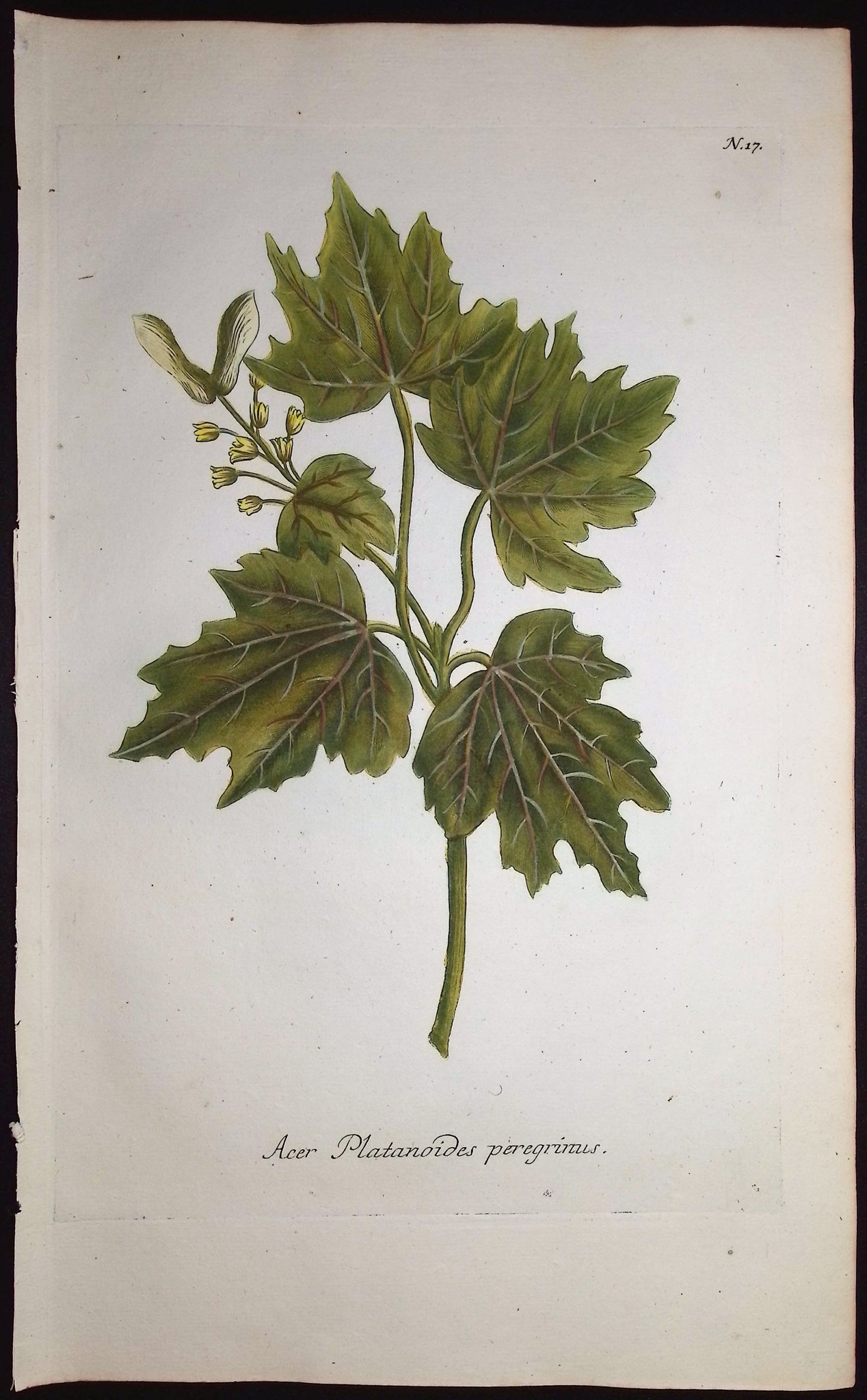 Maple