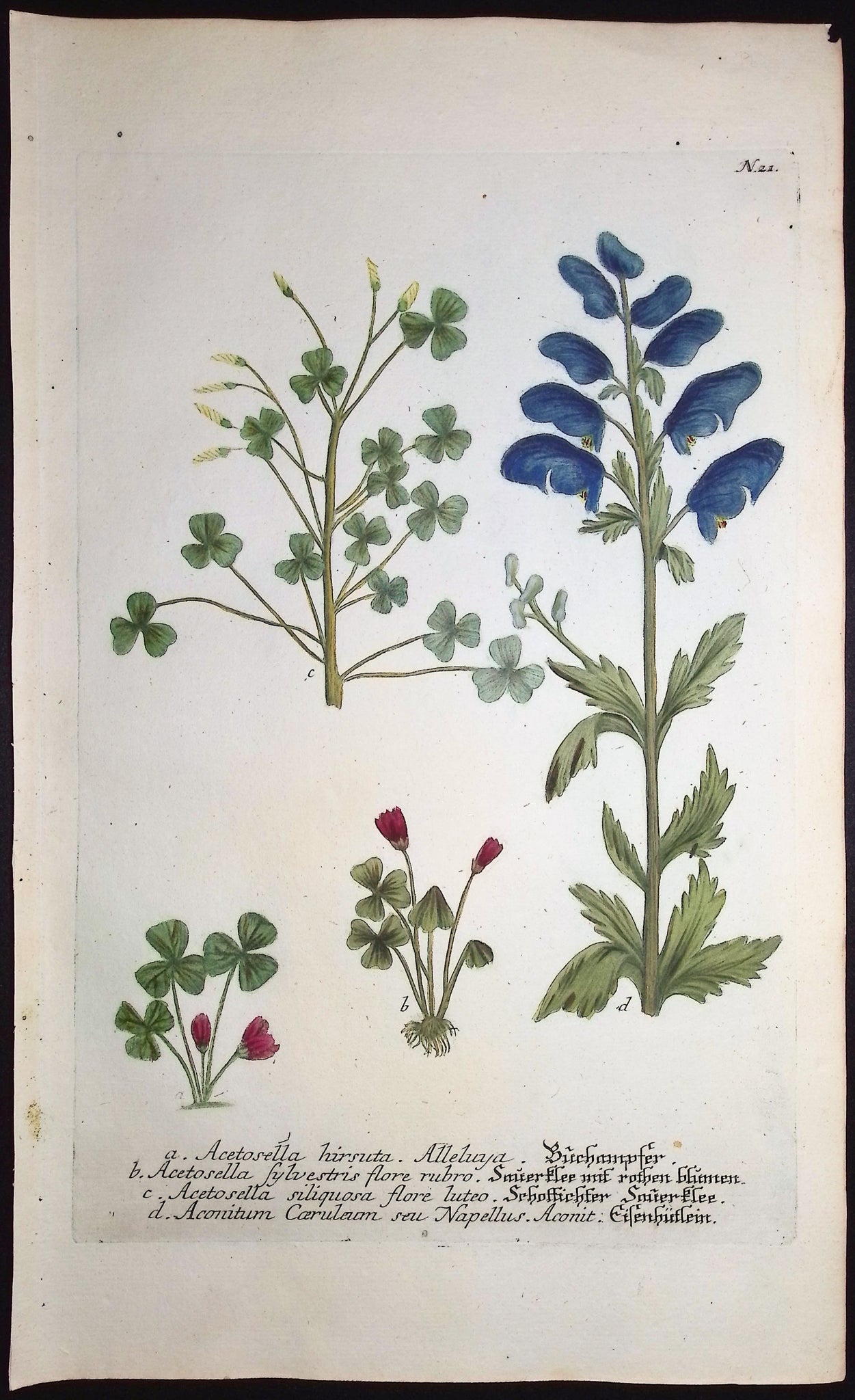 Wood sorrel and Monkshood