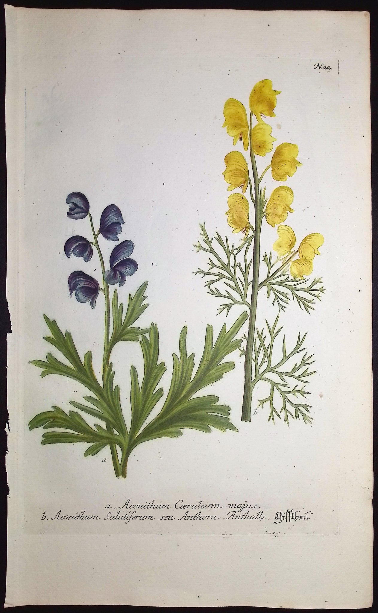 Monkshood