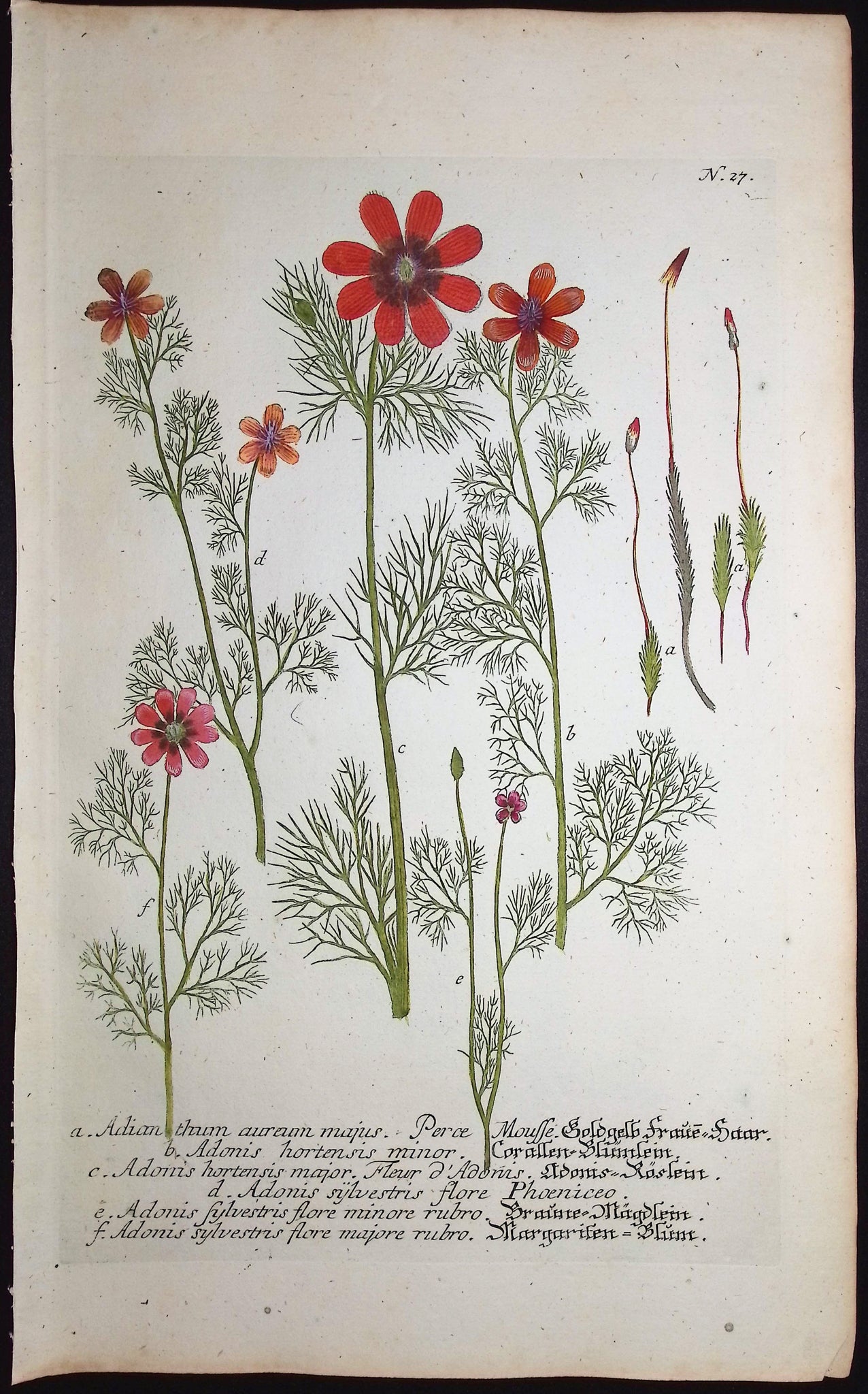 Adianthum, Adonis
