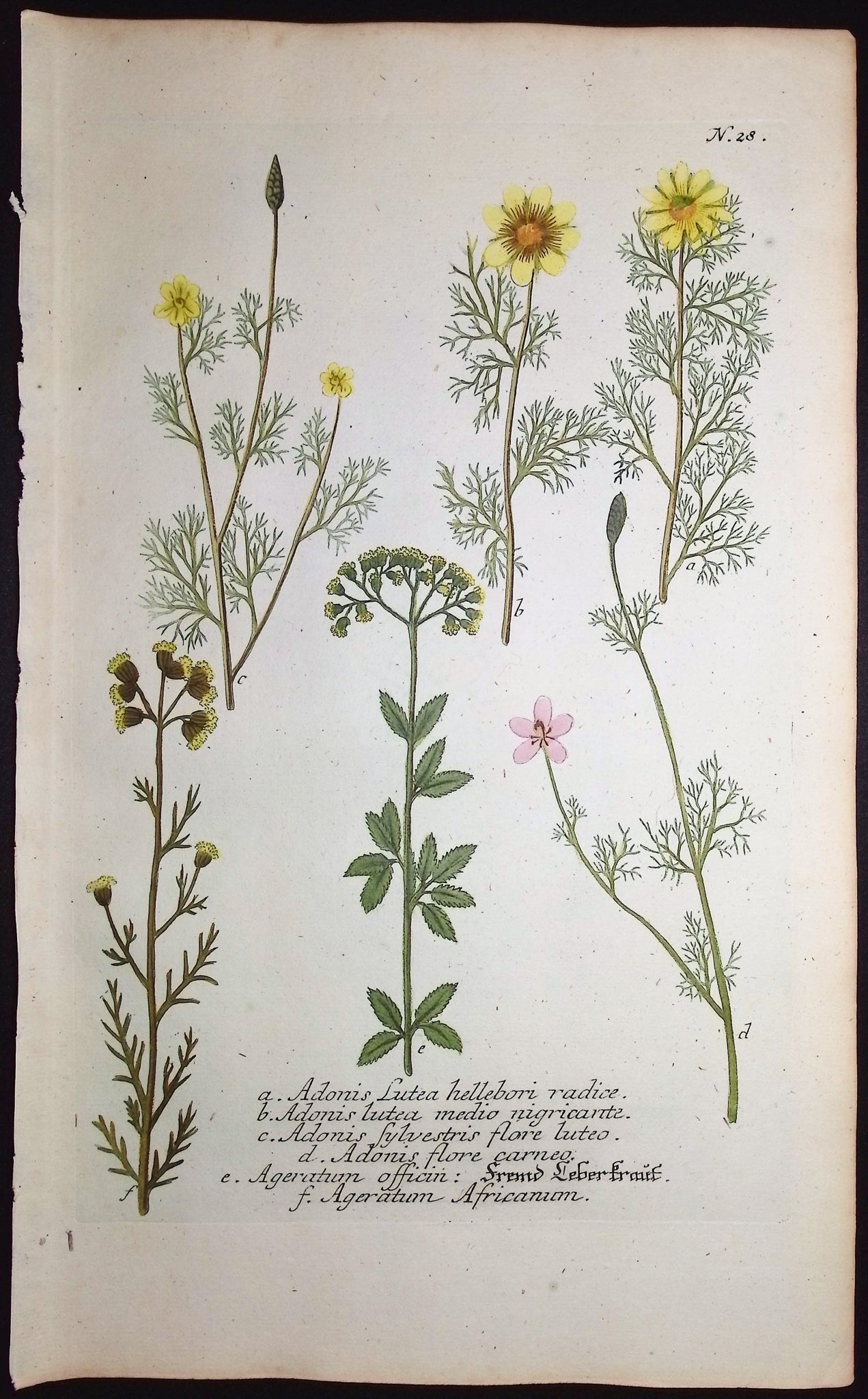 Adonis, Ageratum