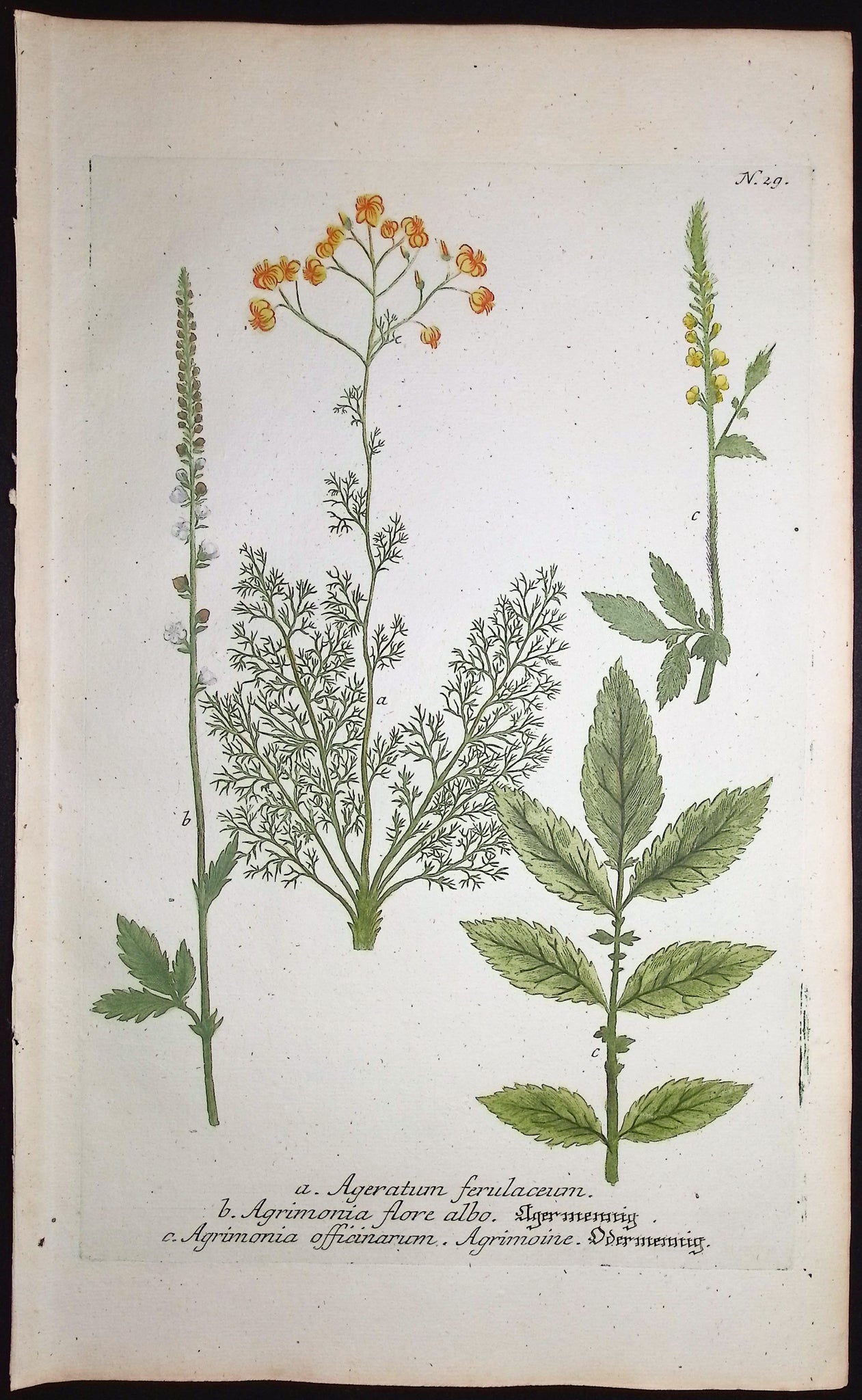 Ageratum, Agrimonia