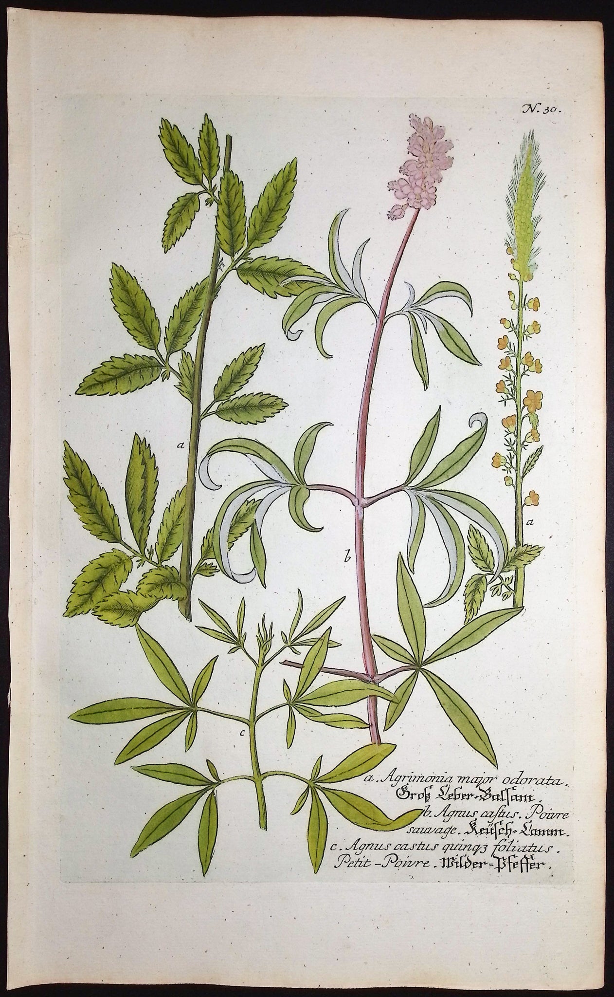Agrimonia, Agnus