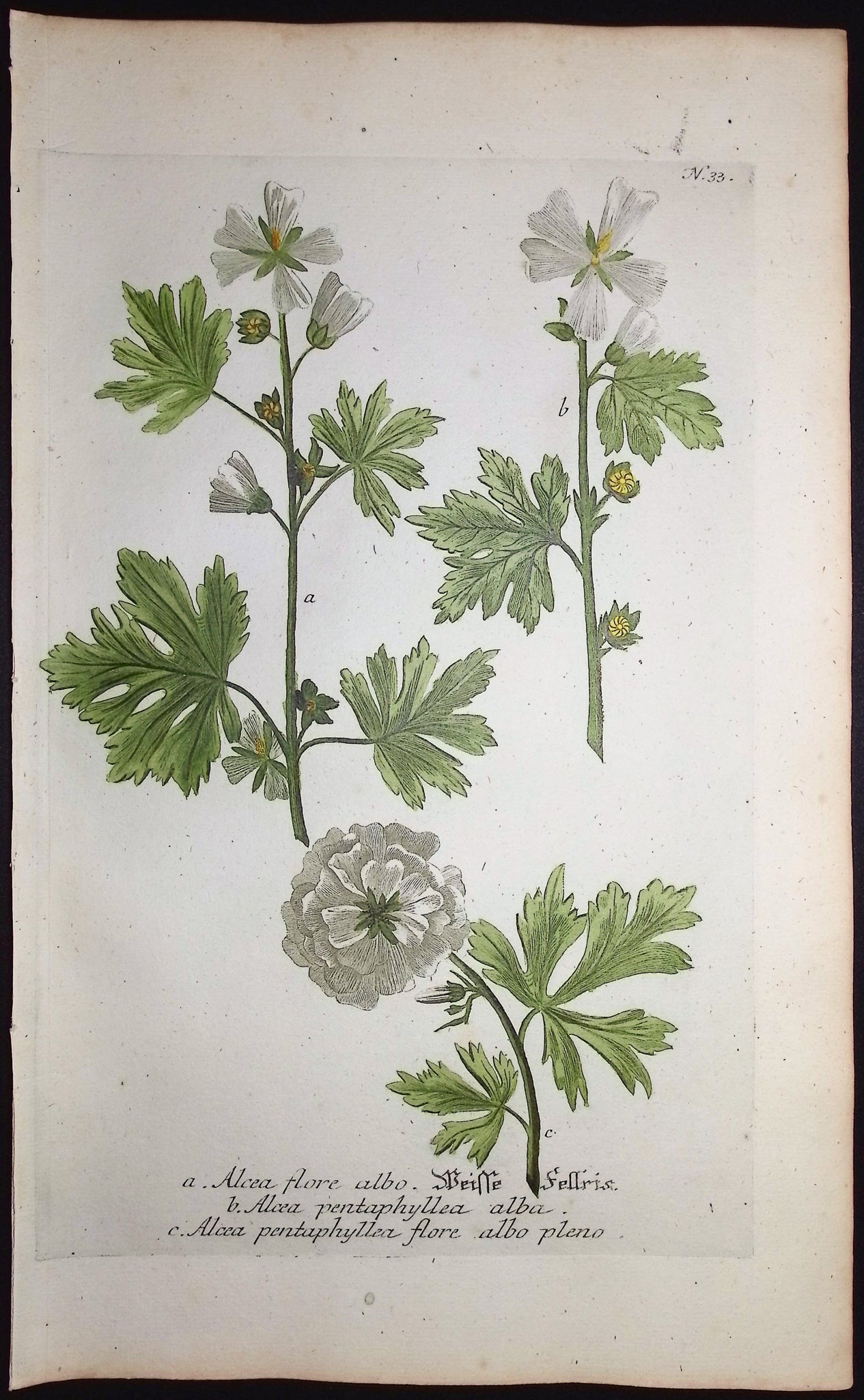 Musk Mallow