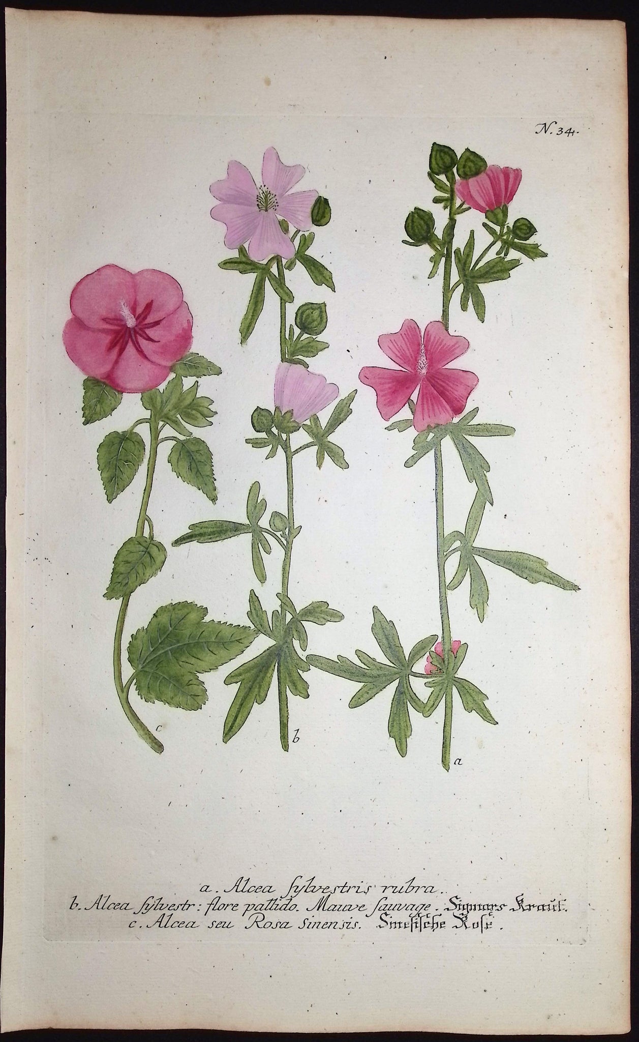 Mallow, Hibiscus