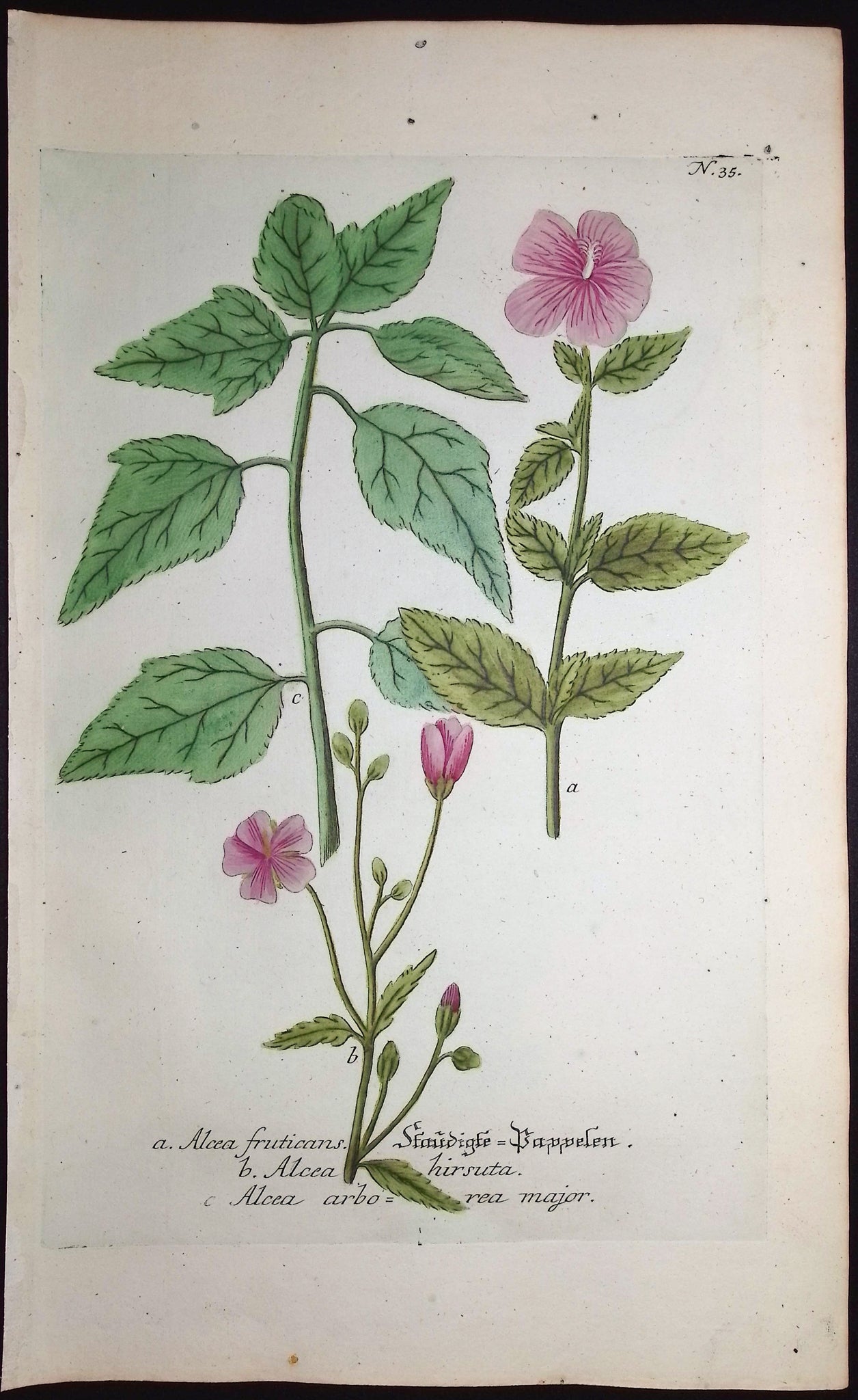 Hollyhock