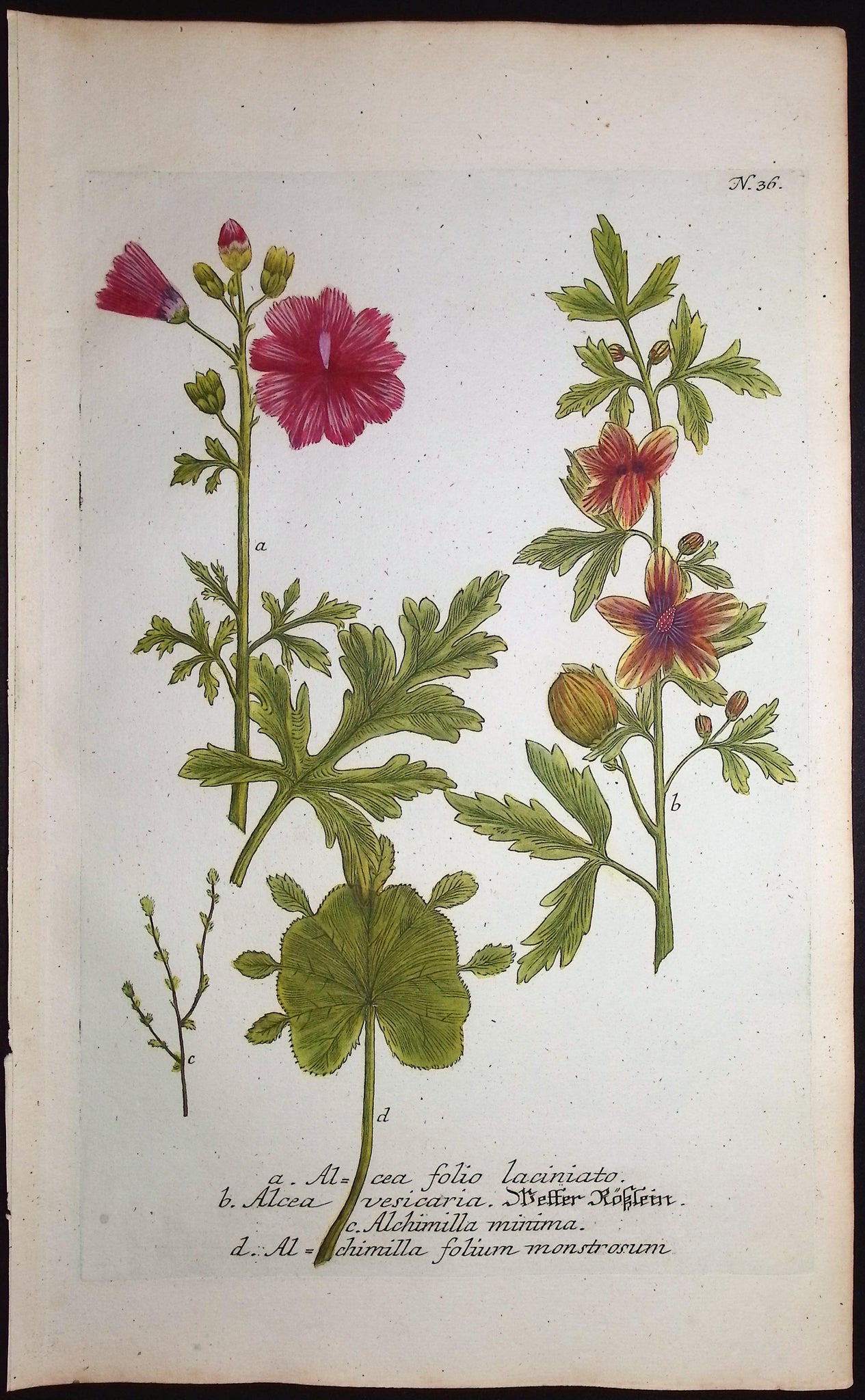 Mallow, Hibiscus
