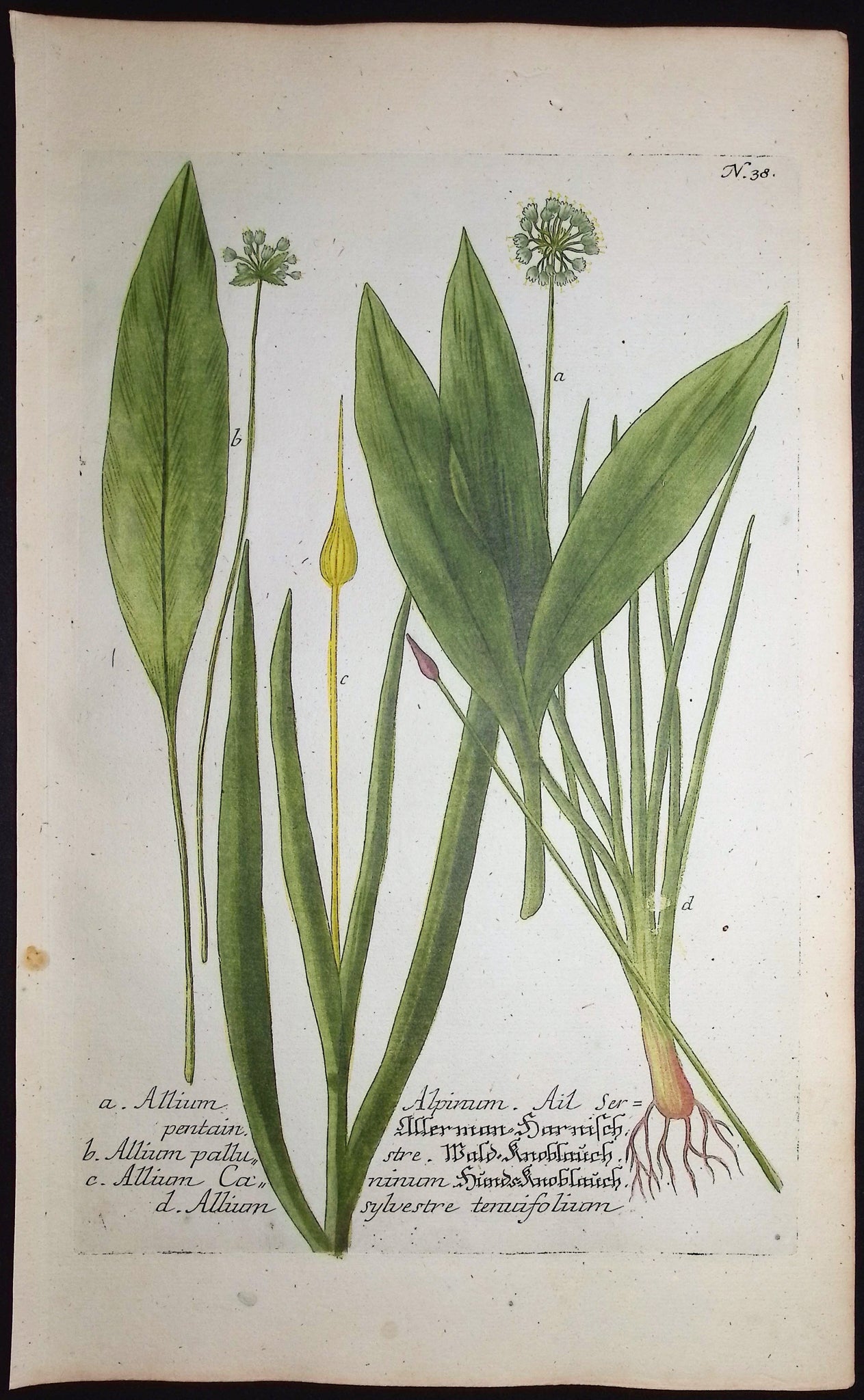 Wild onions