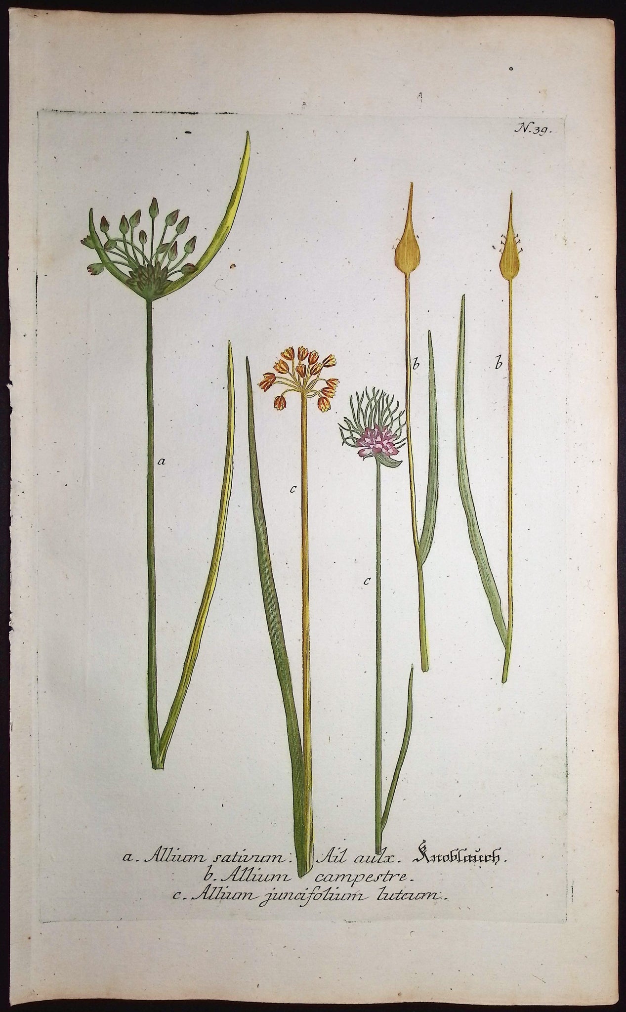 Wild onions