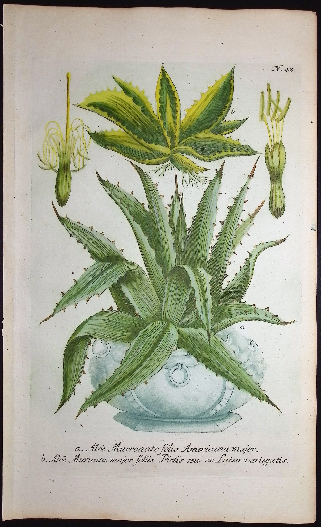 Aloe