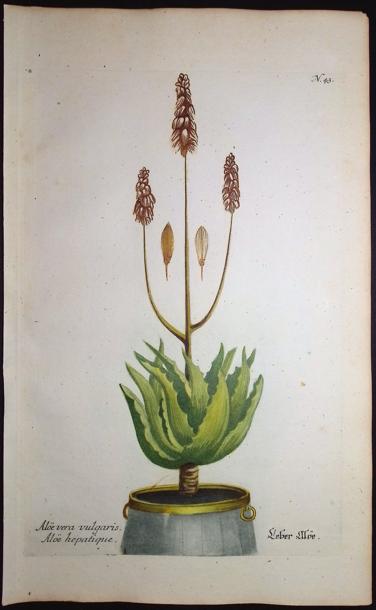 Aloe vera