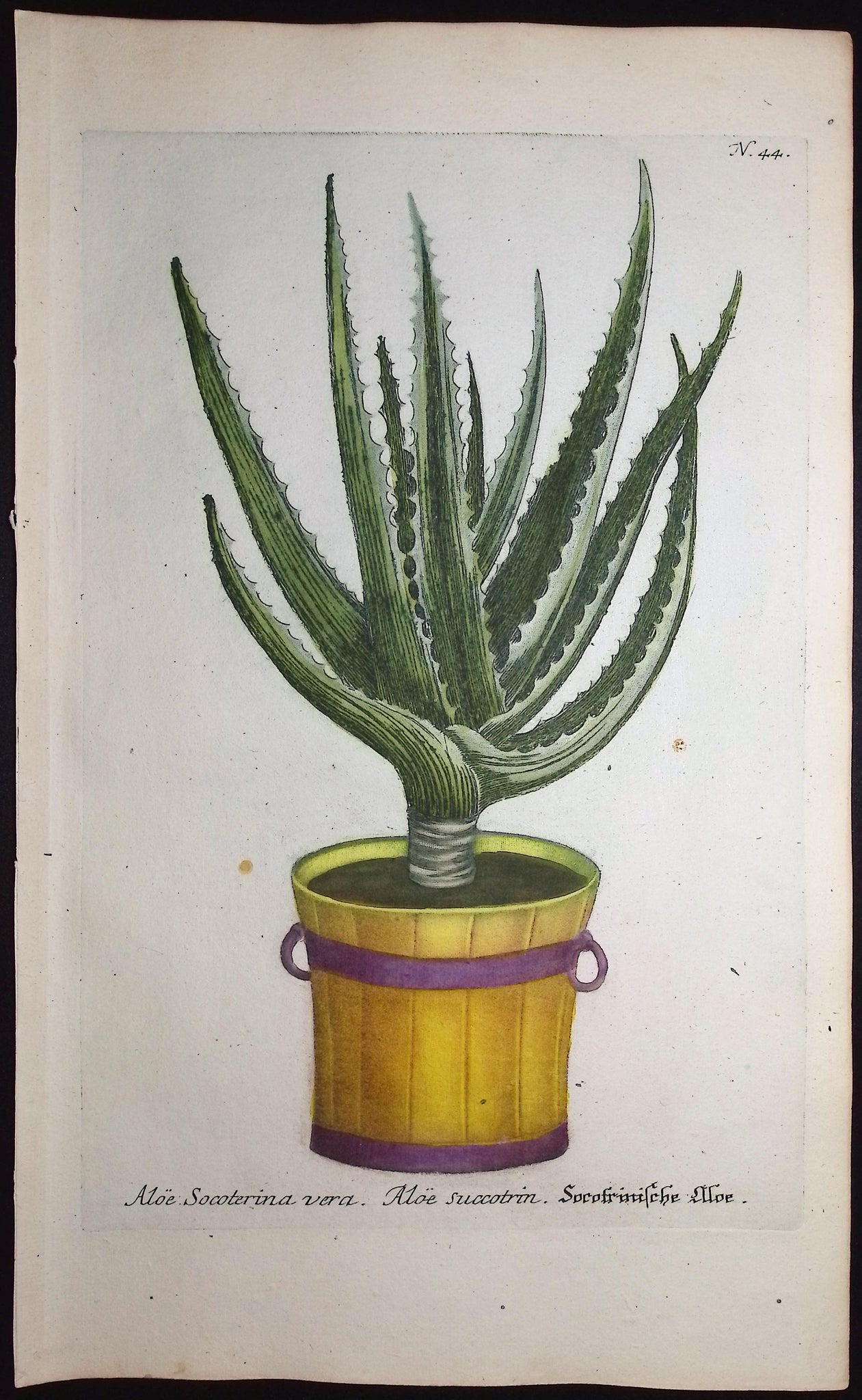 Aloe