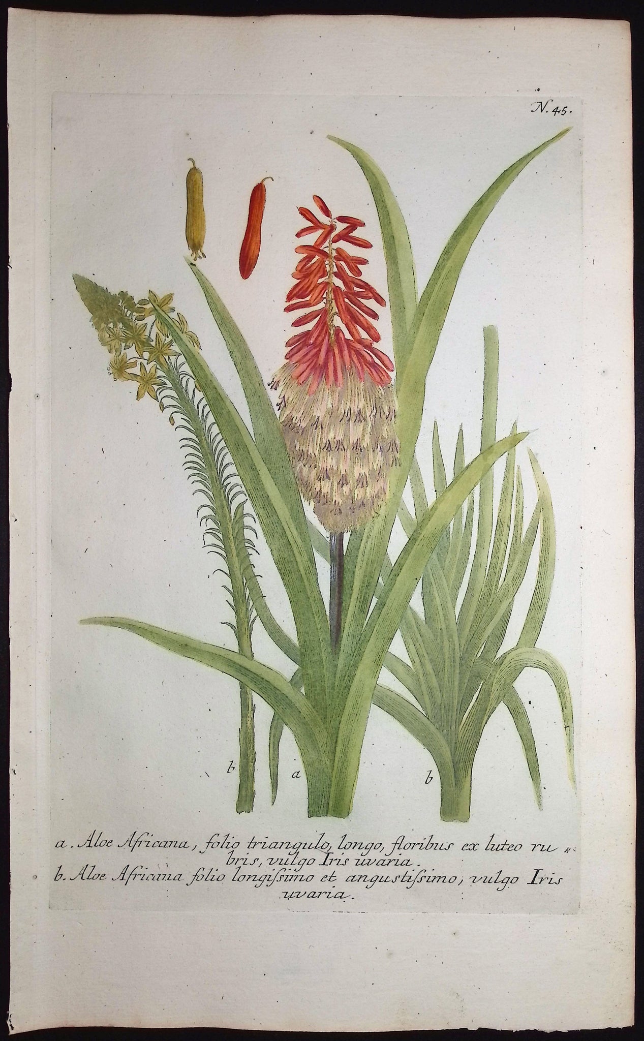 African Aloe