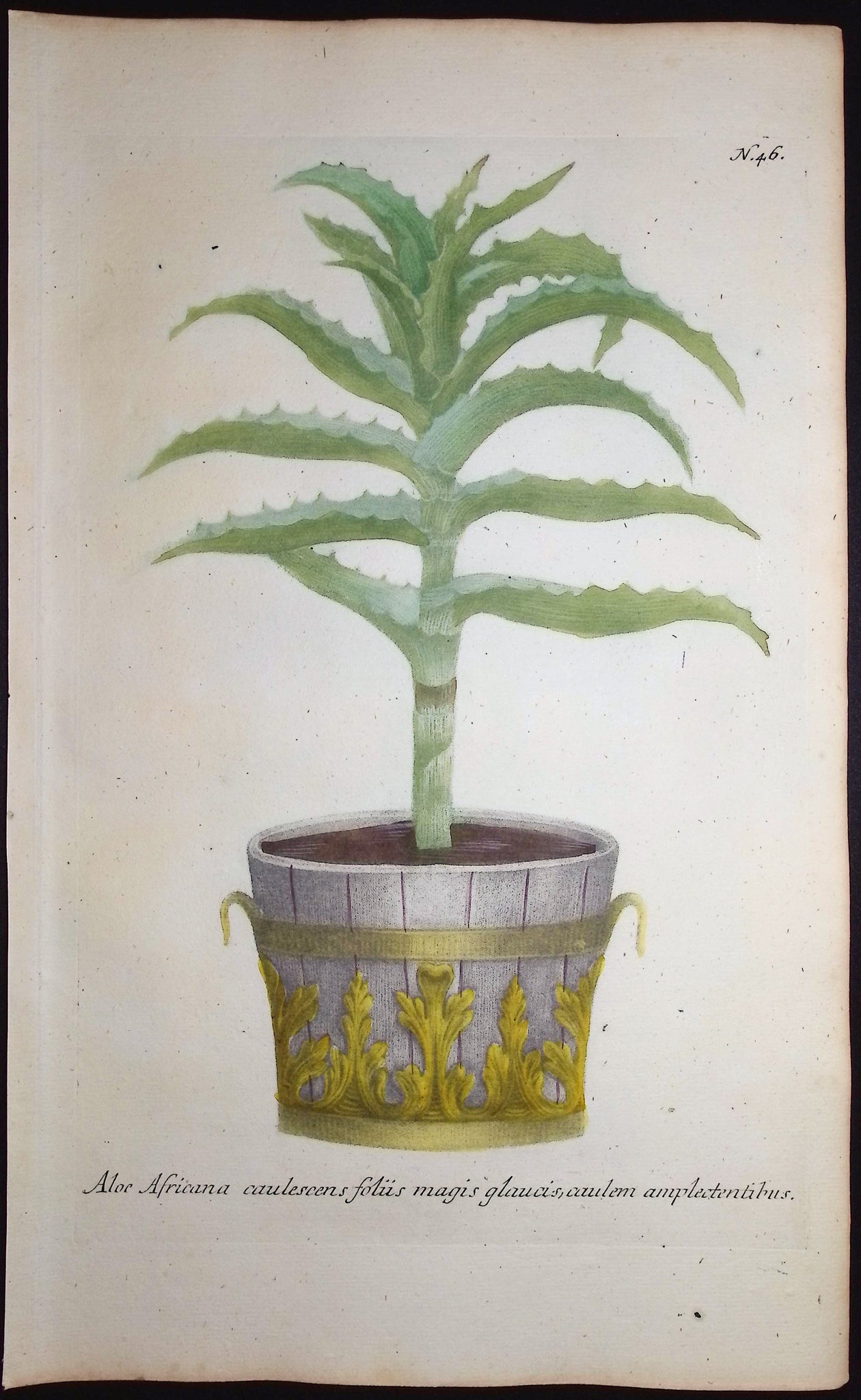 Aloe
