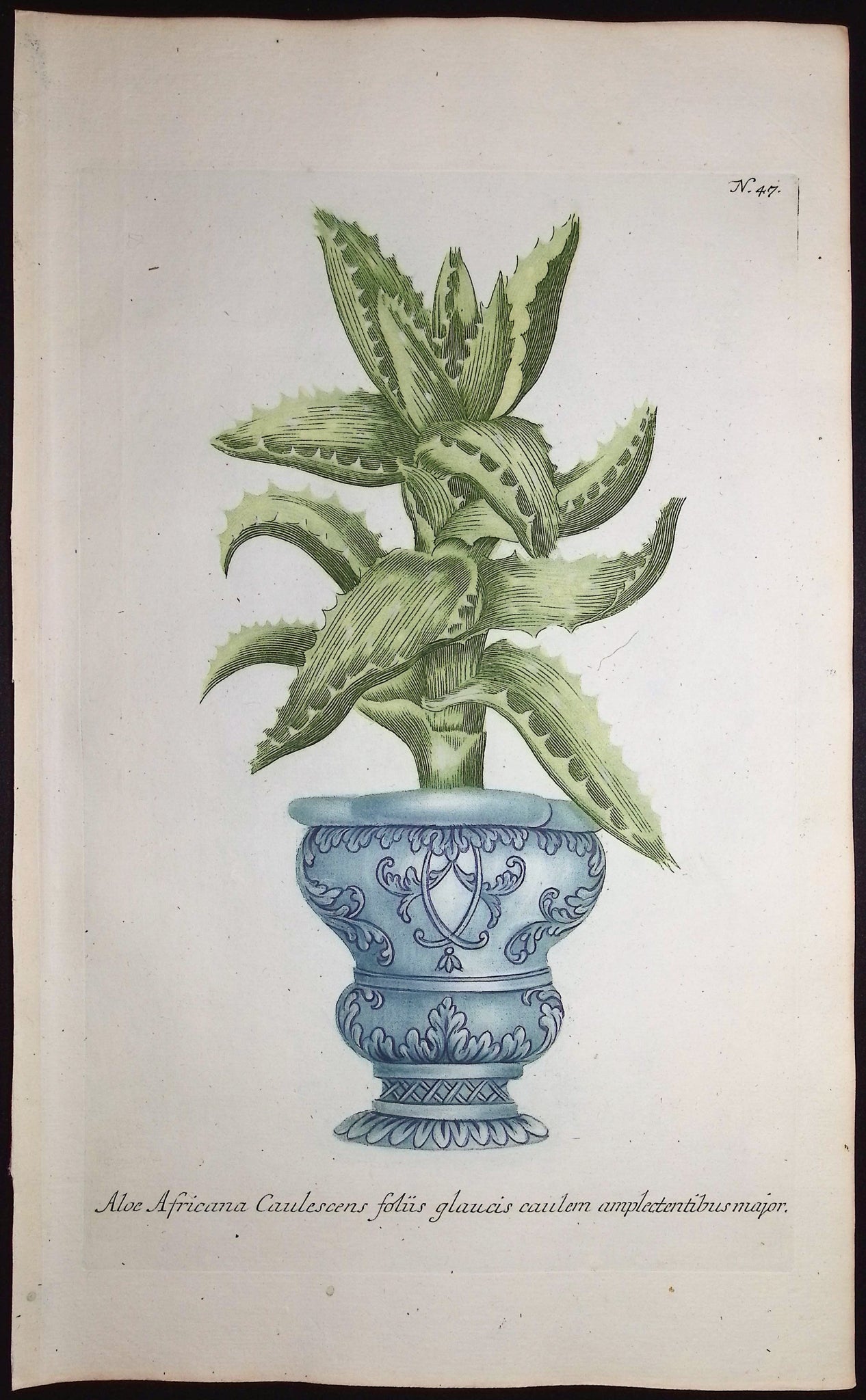 Aloe
