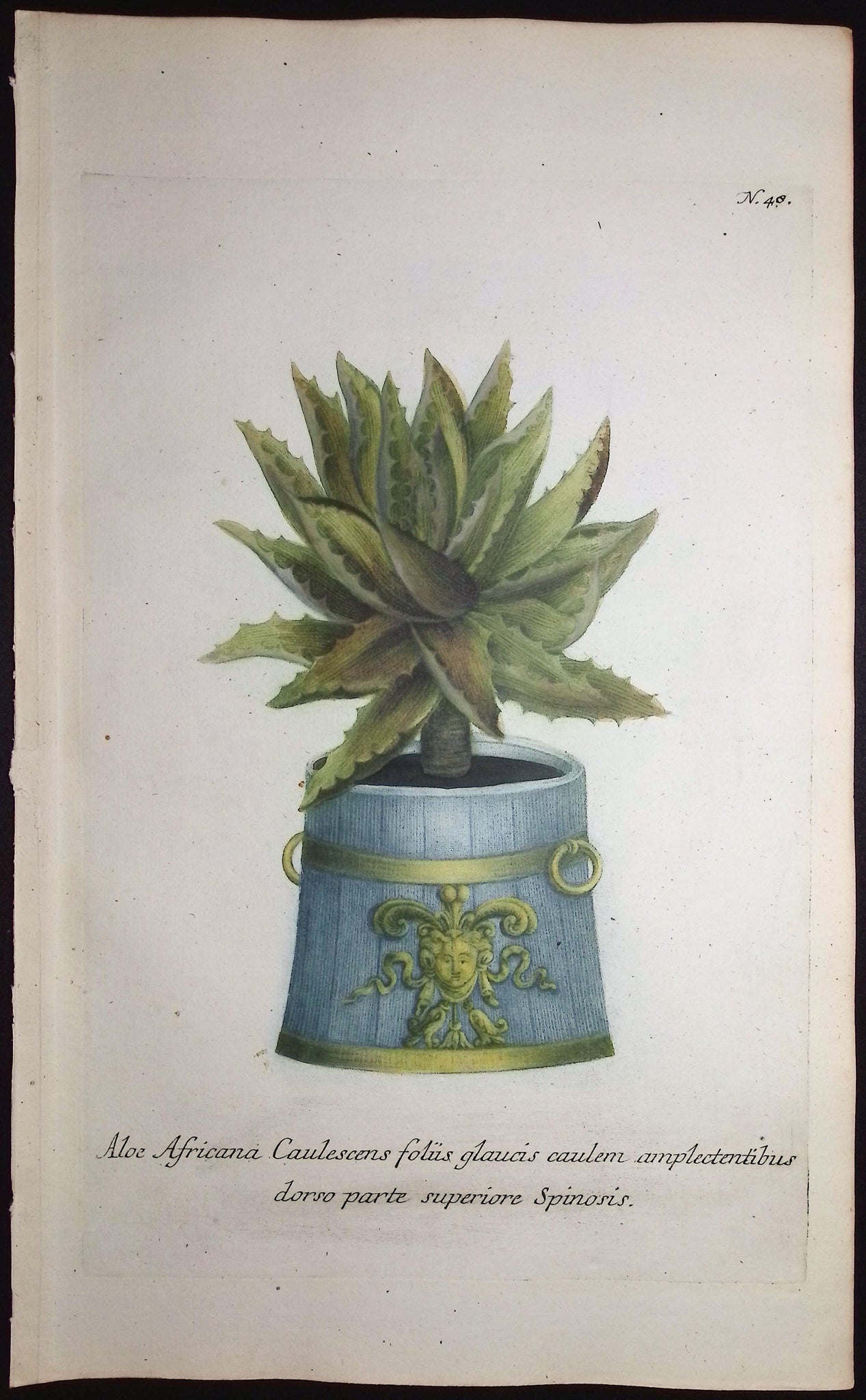 Aloe