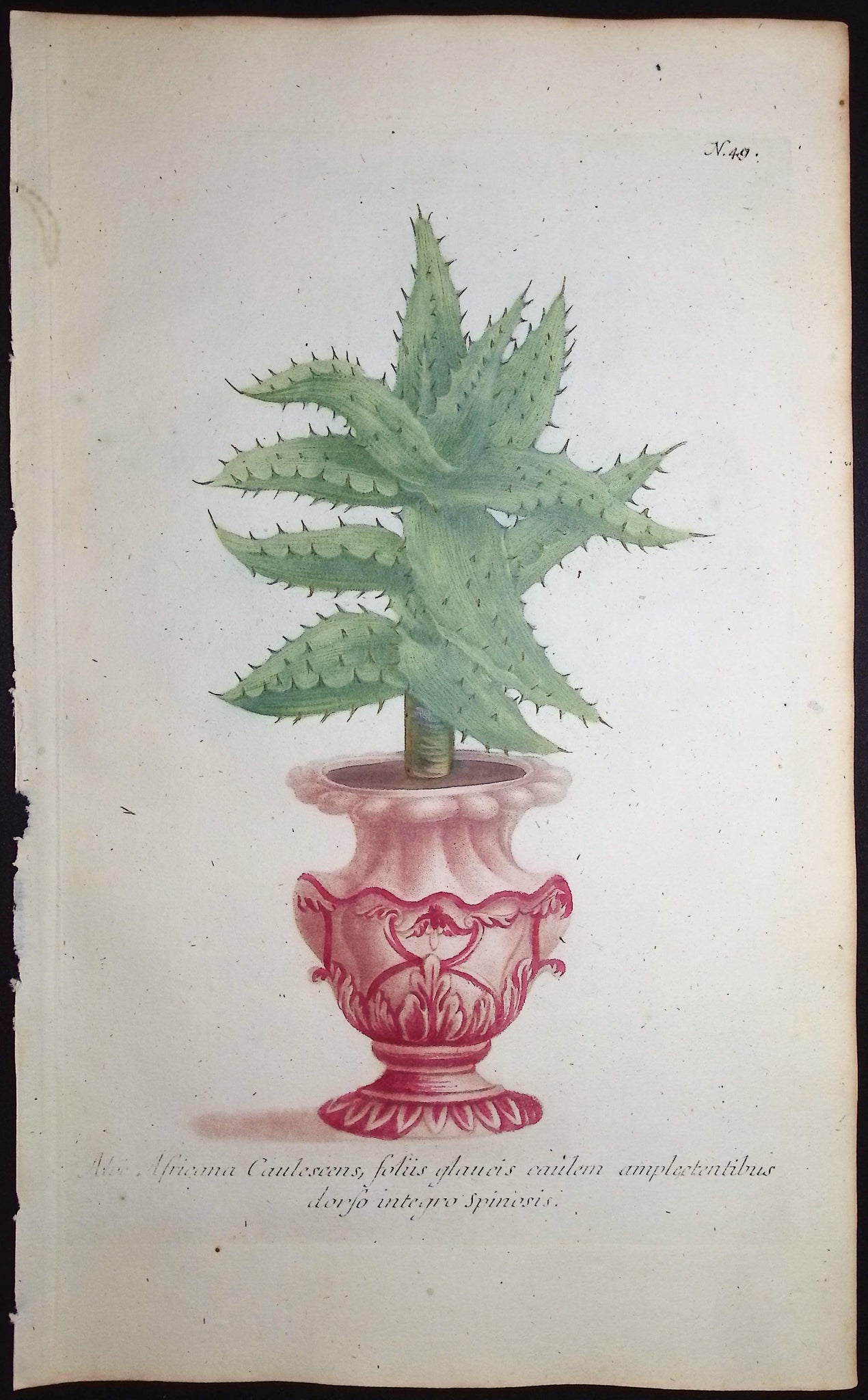 Aloe