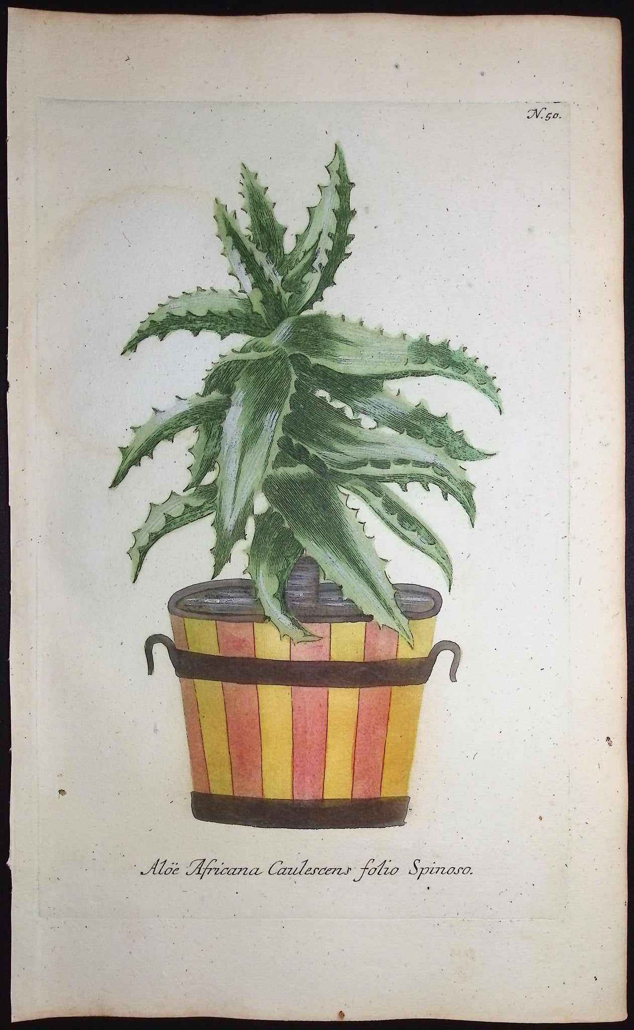Aloe