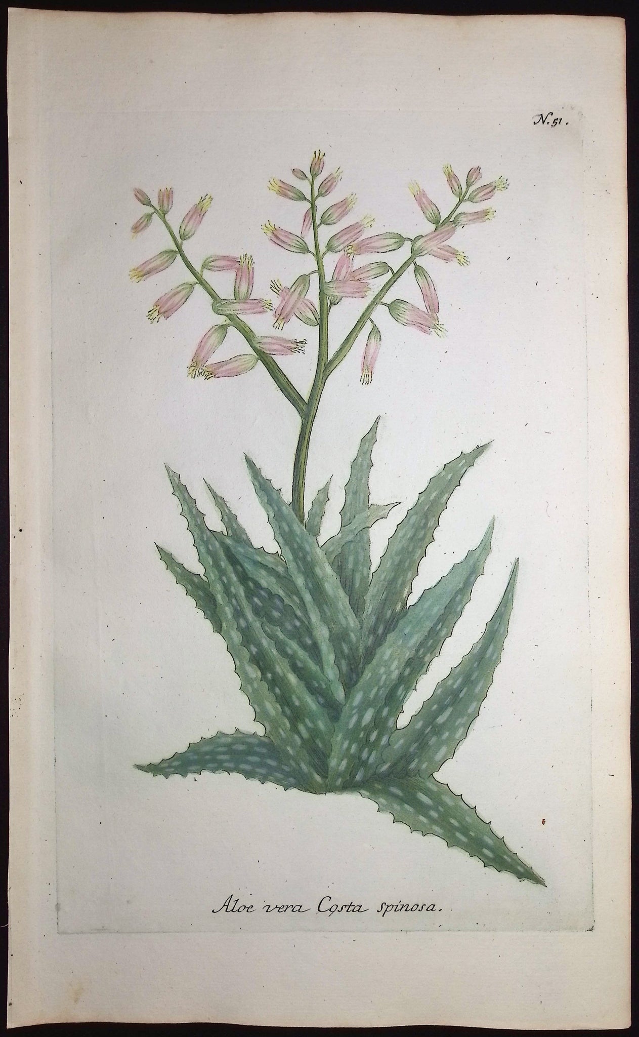 Aloe