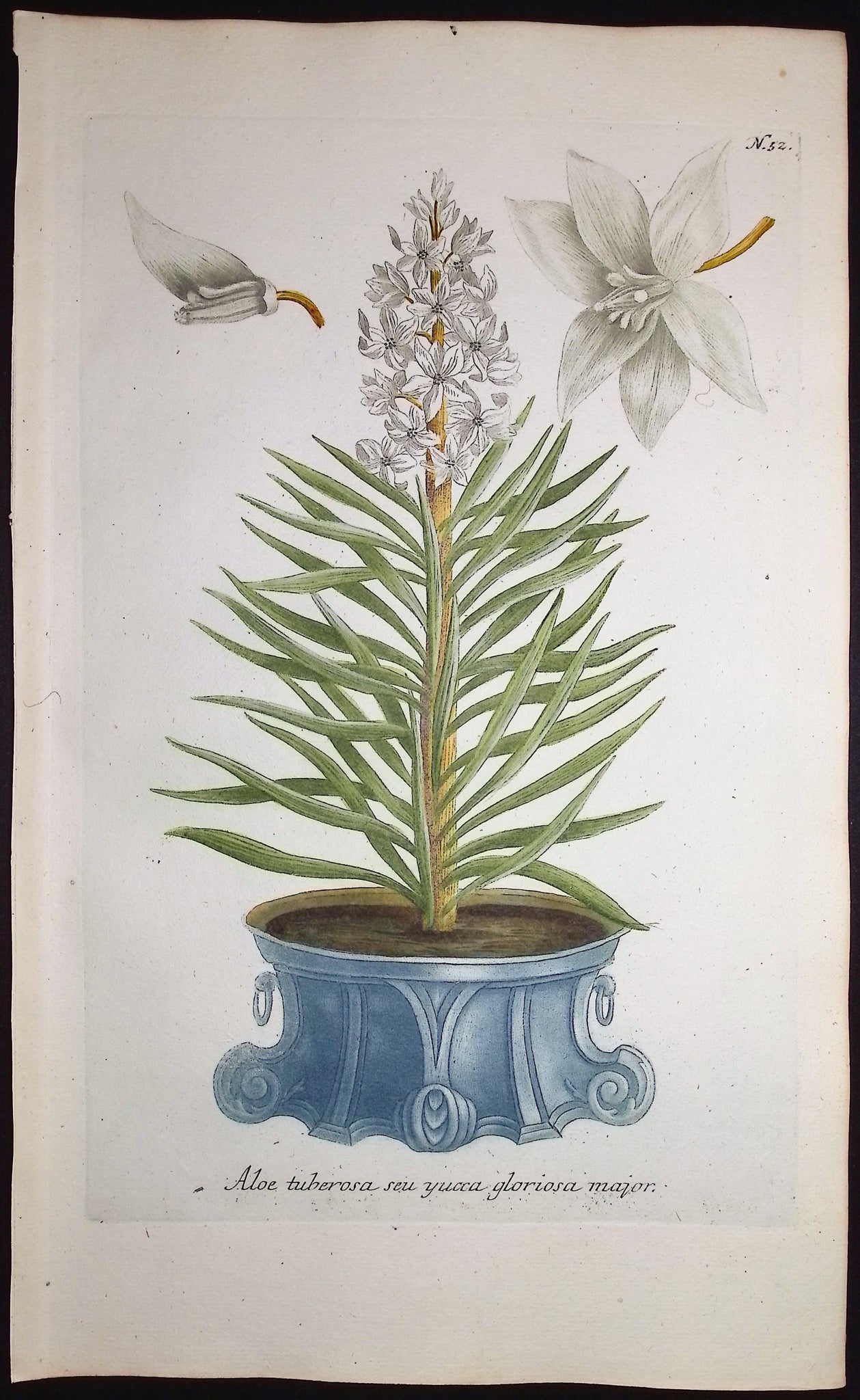 Aloe