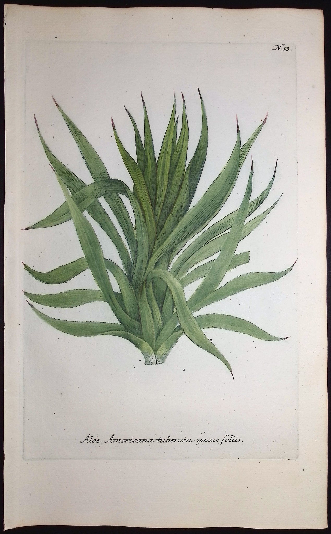 American Aloe