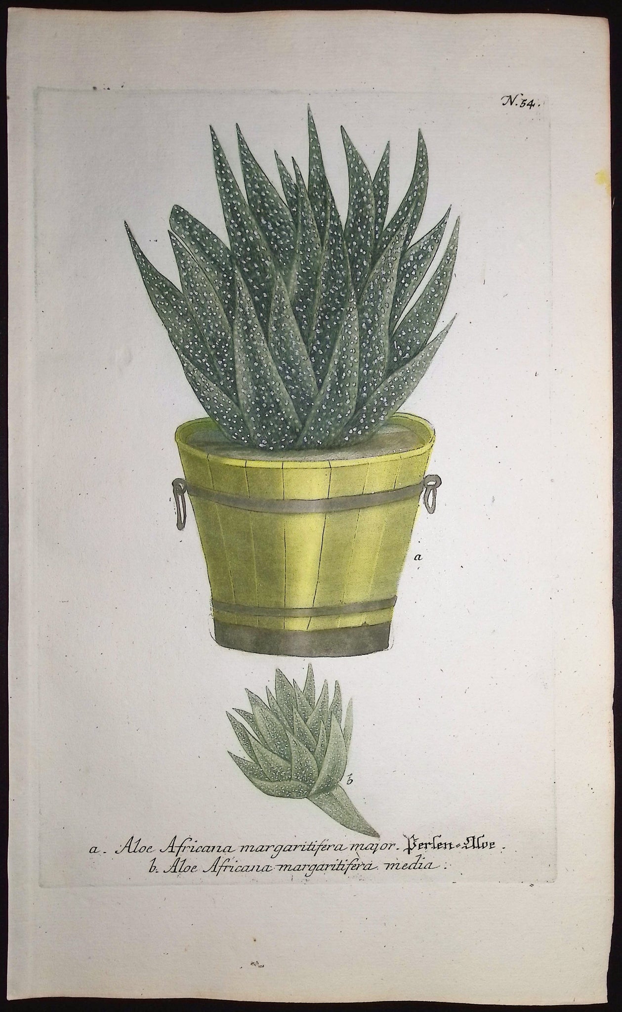 Aloe
