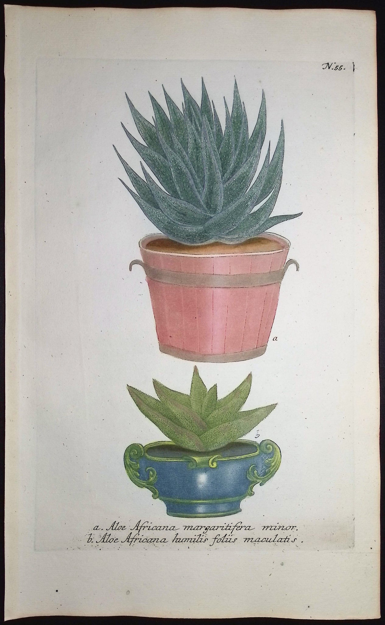 Aloe
