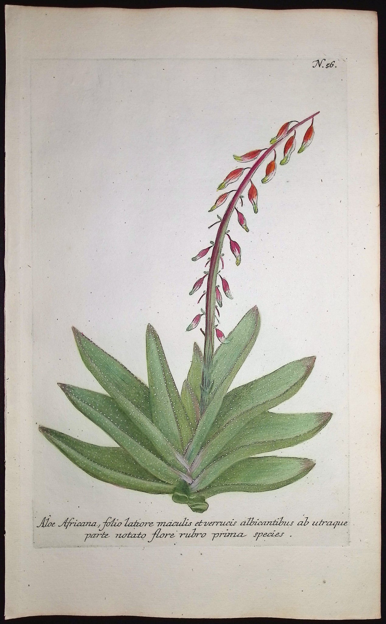 African Aloe
