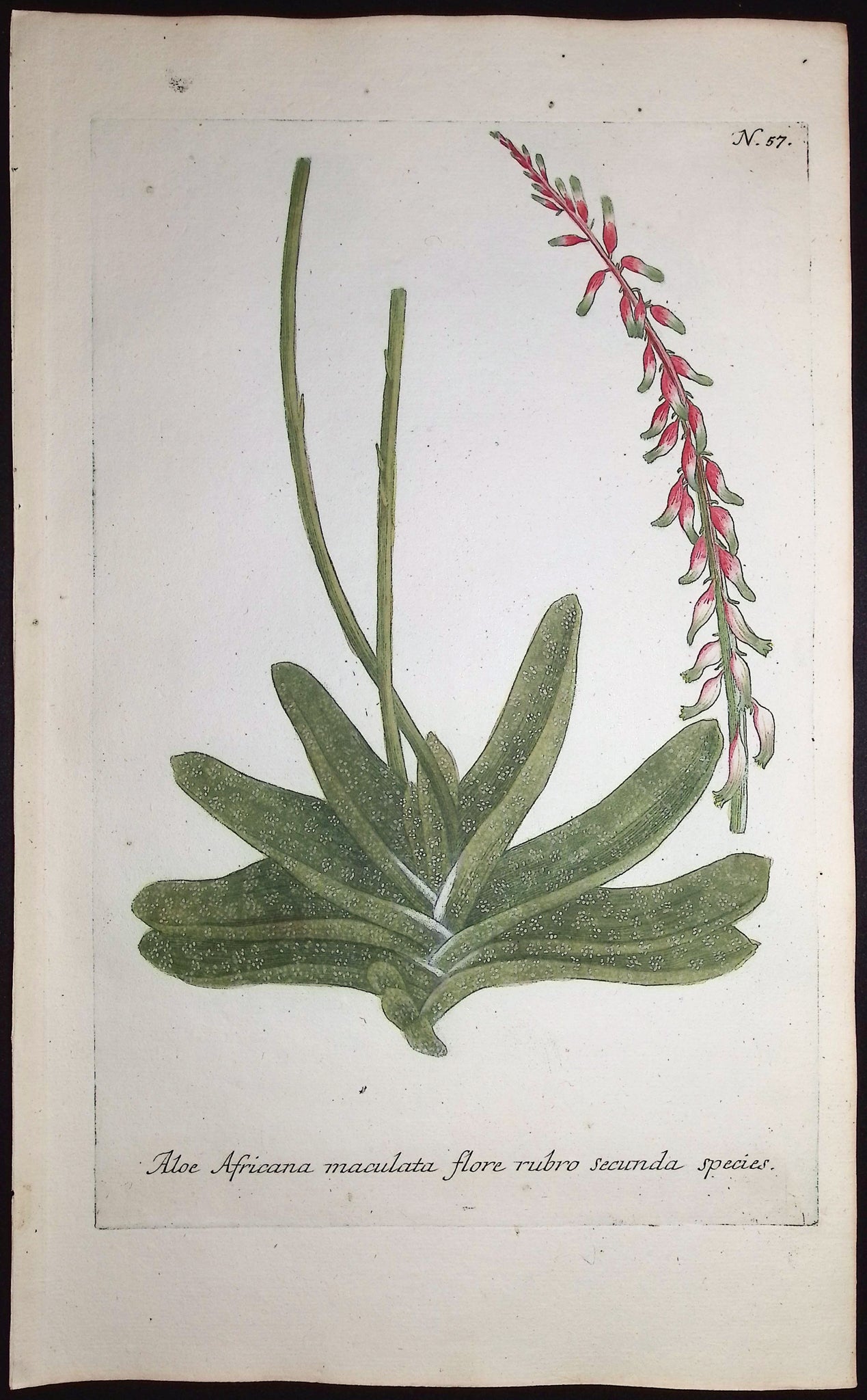 African Aloe