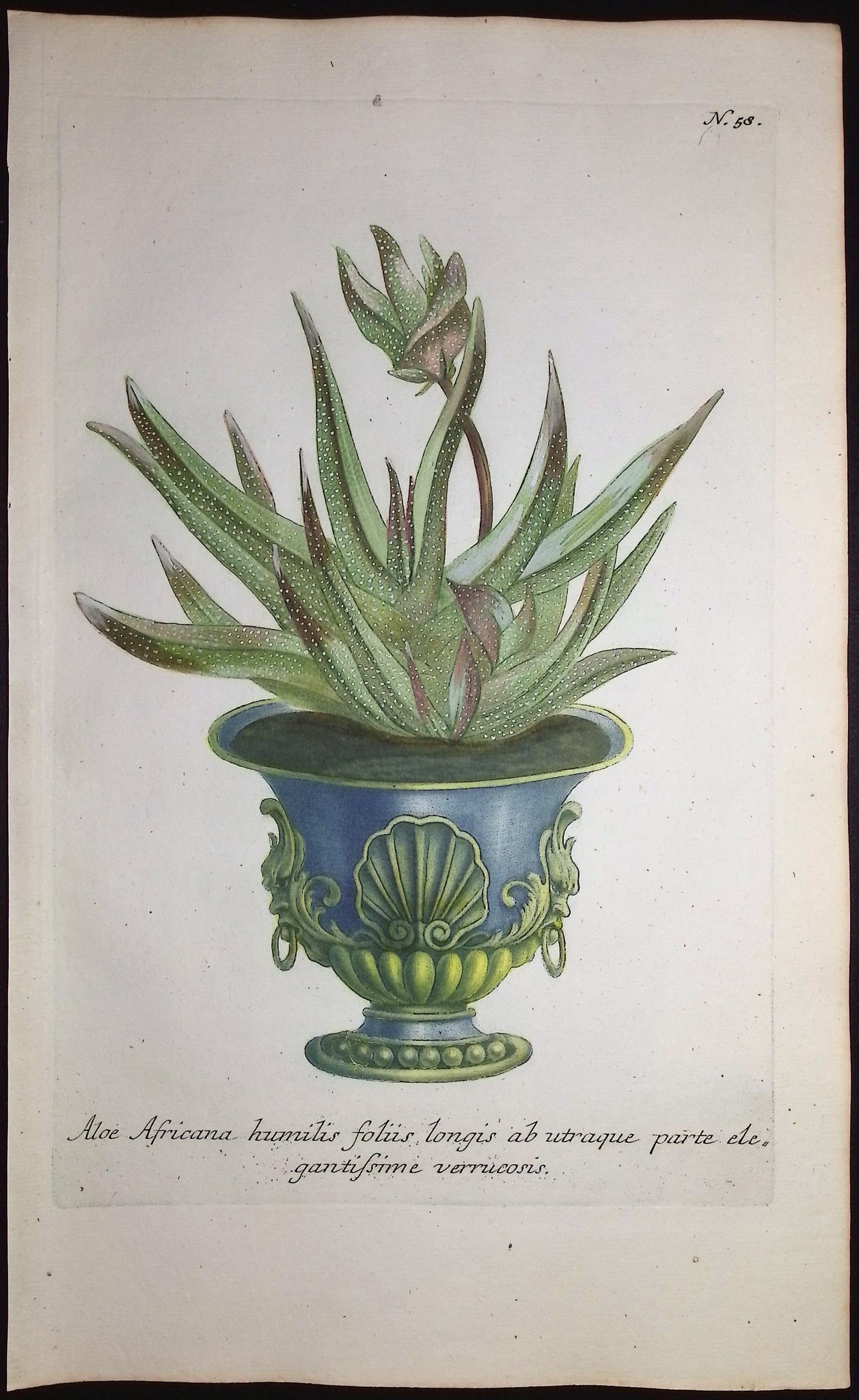 Aloe