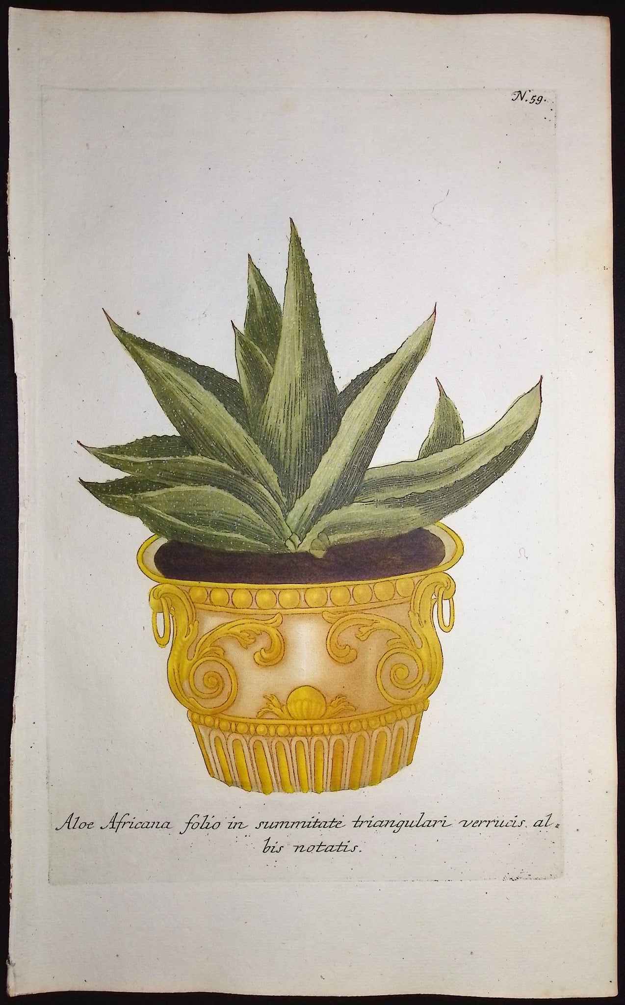 Aloe