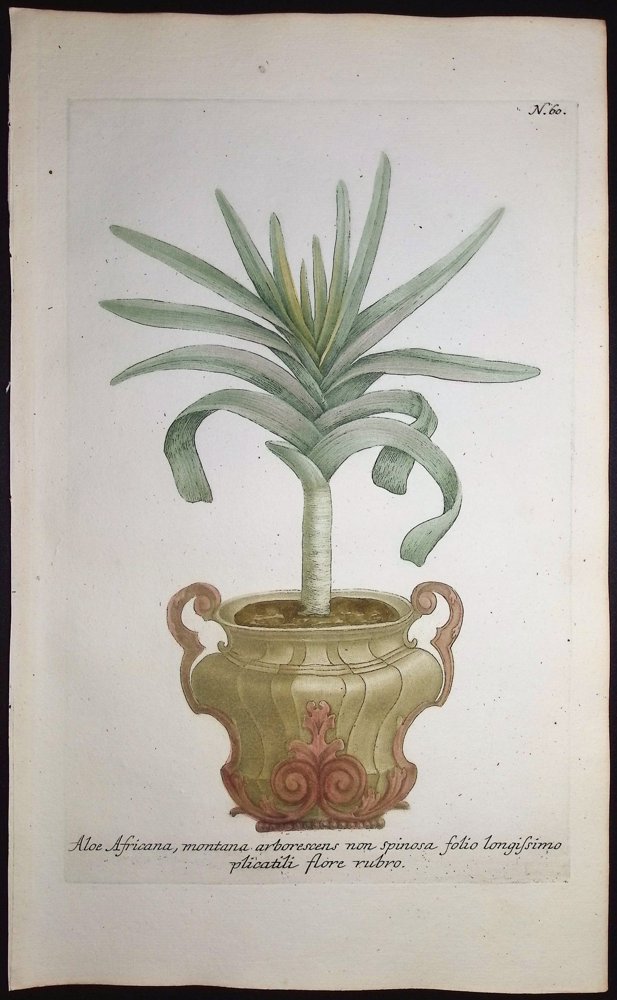 Aloe
