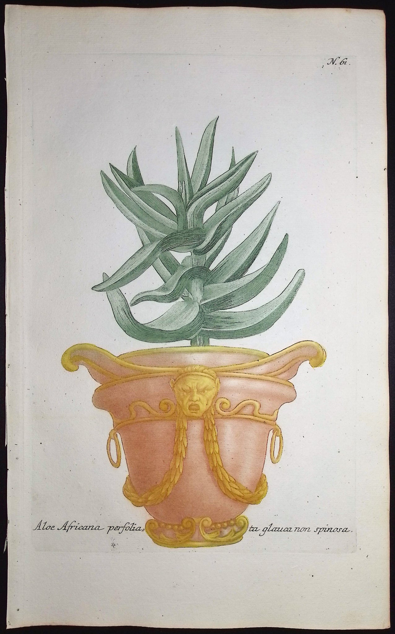 Aloe