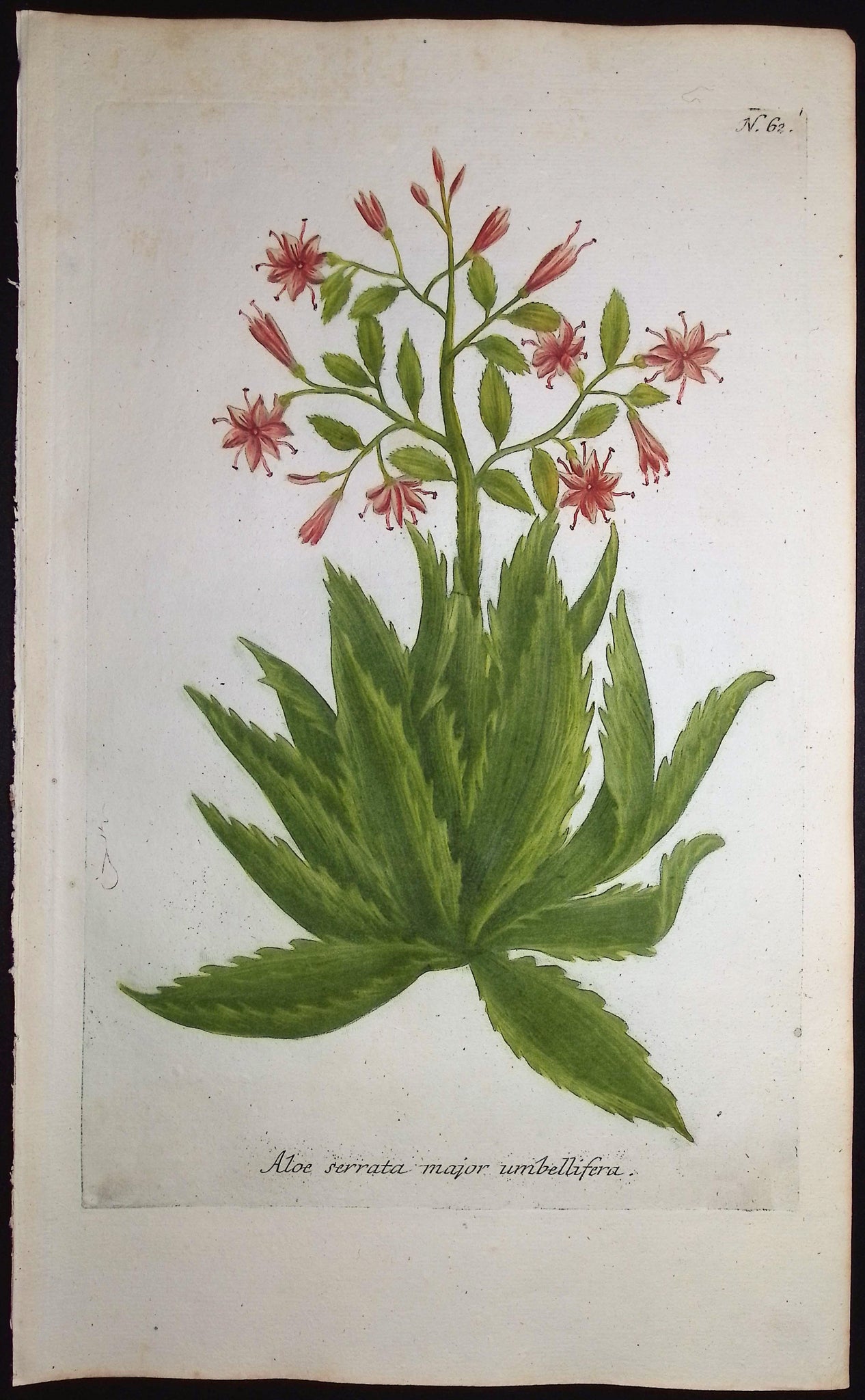 Aloe