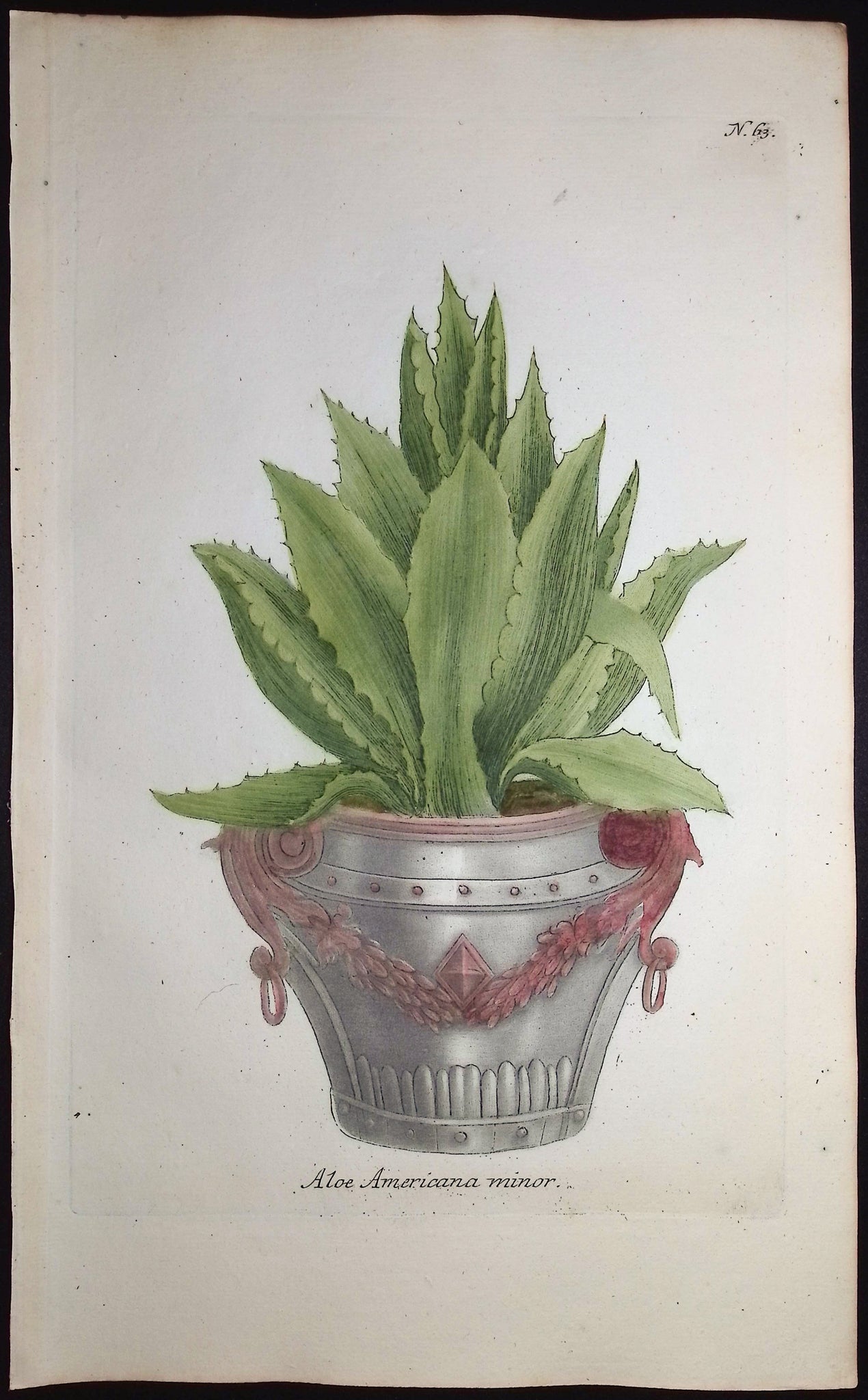 Aloe