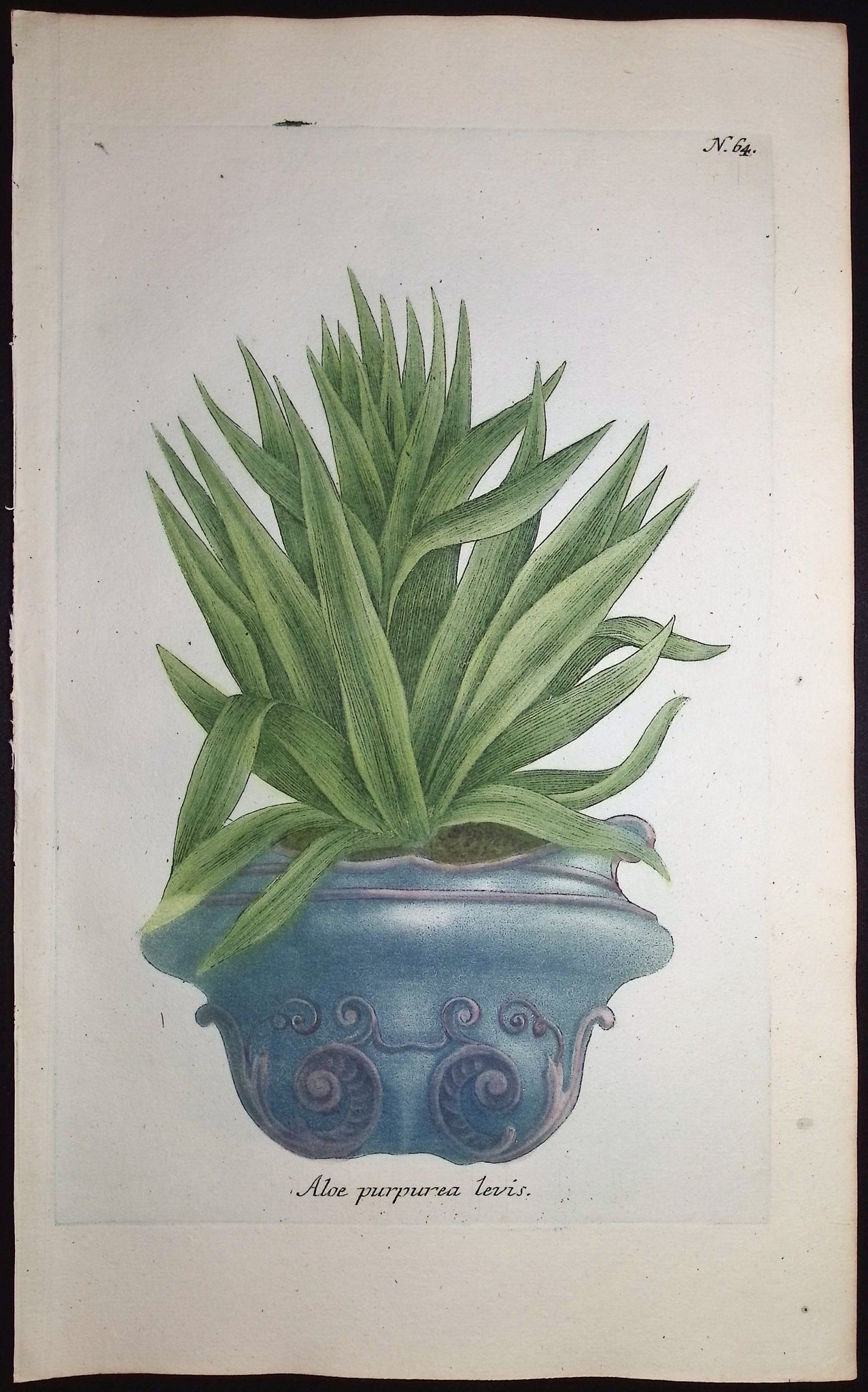 Aloe