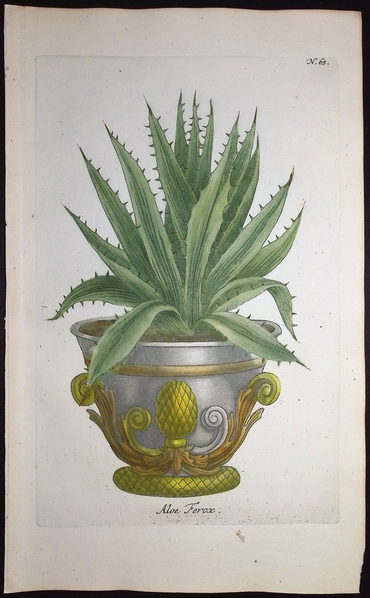 Aloe