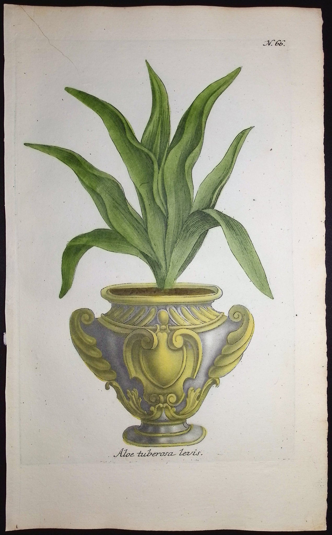 Aloe