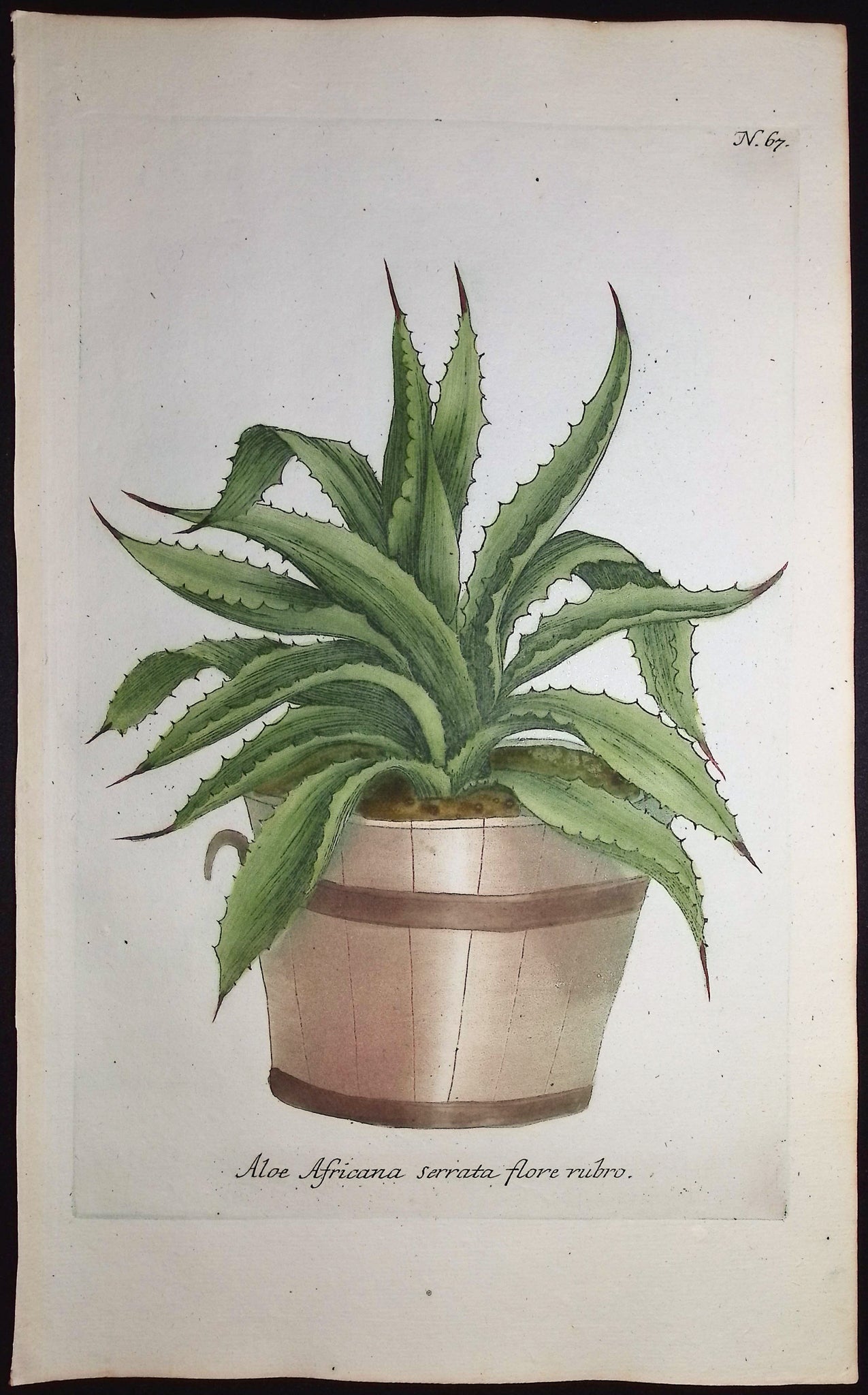 Aloe