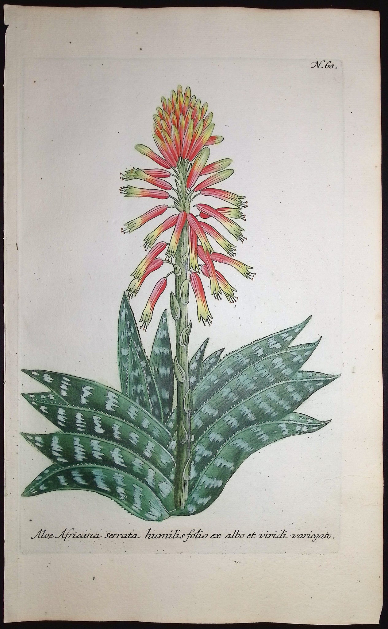 African Aloe
