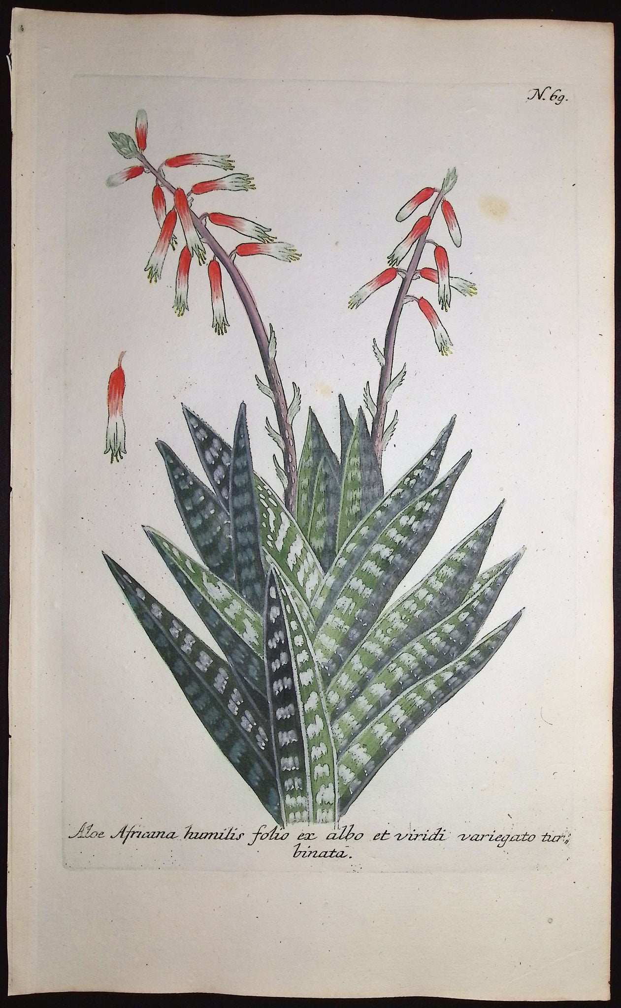 African Aloe