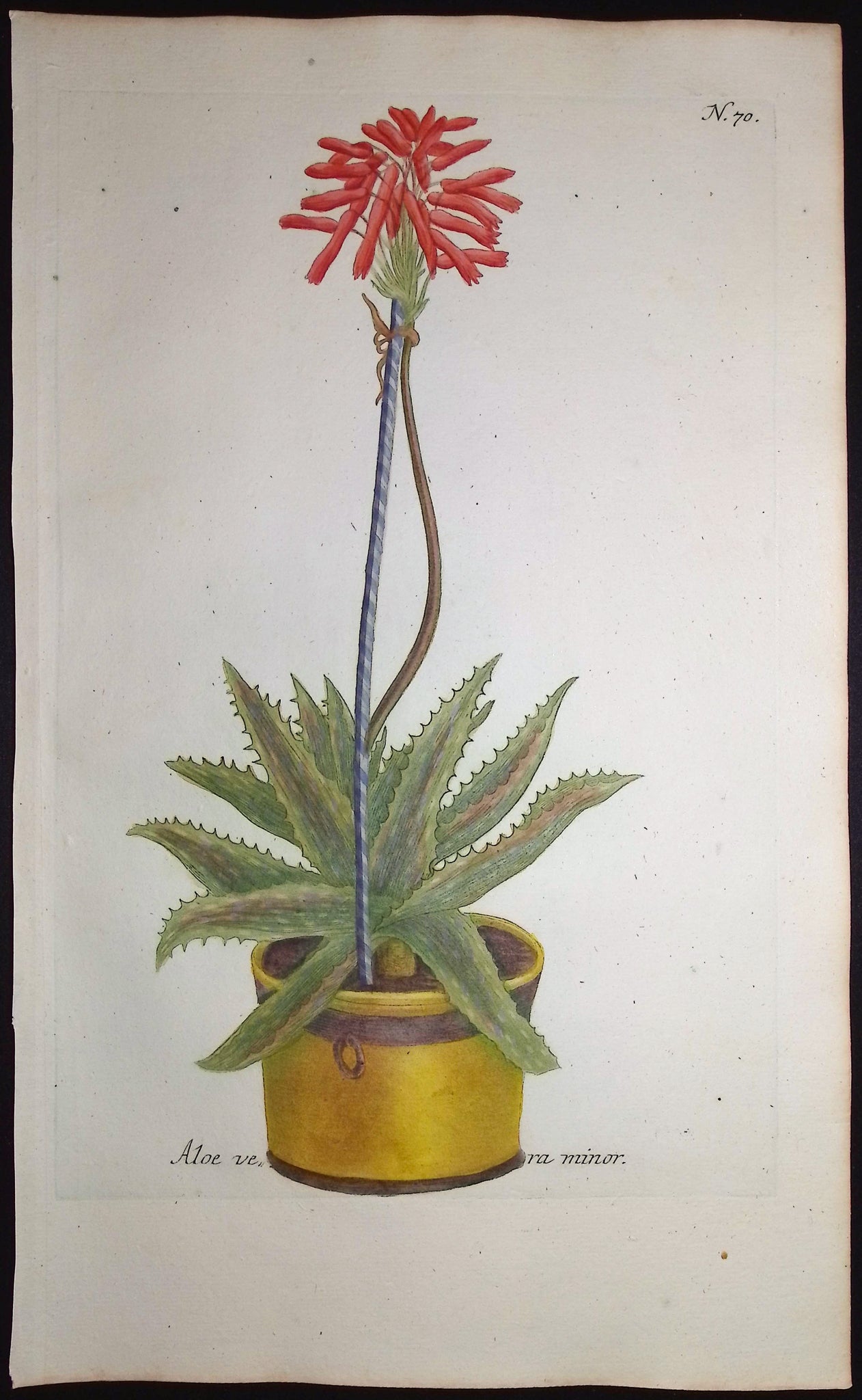 Aloe
