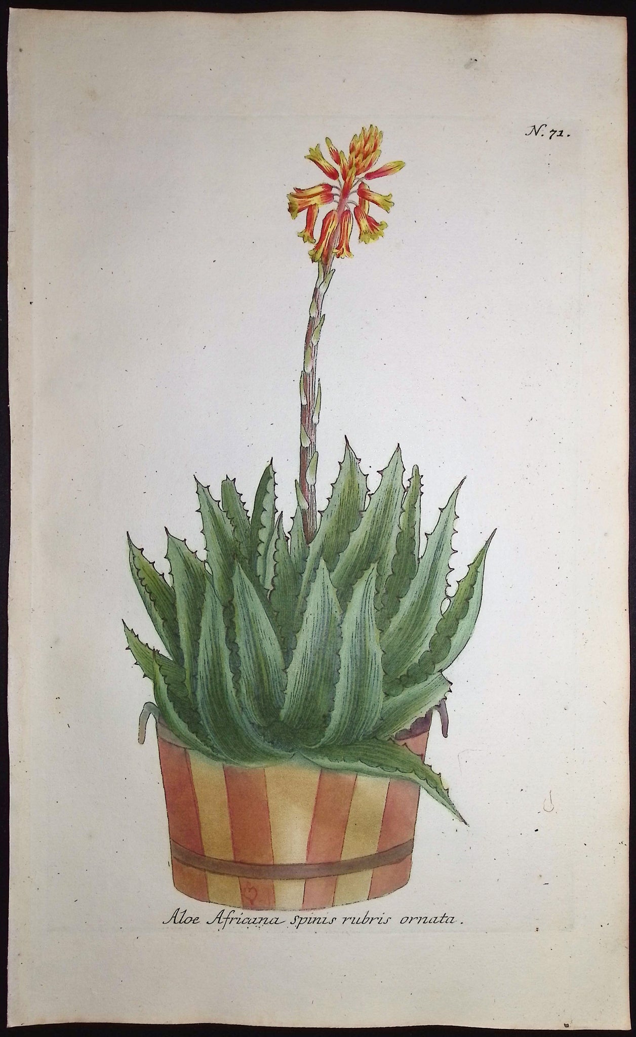 Aloe