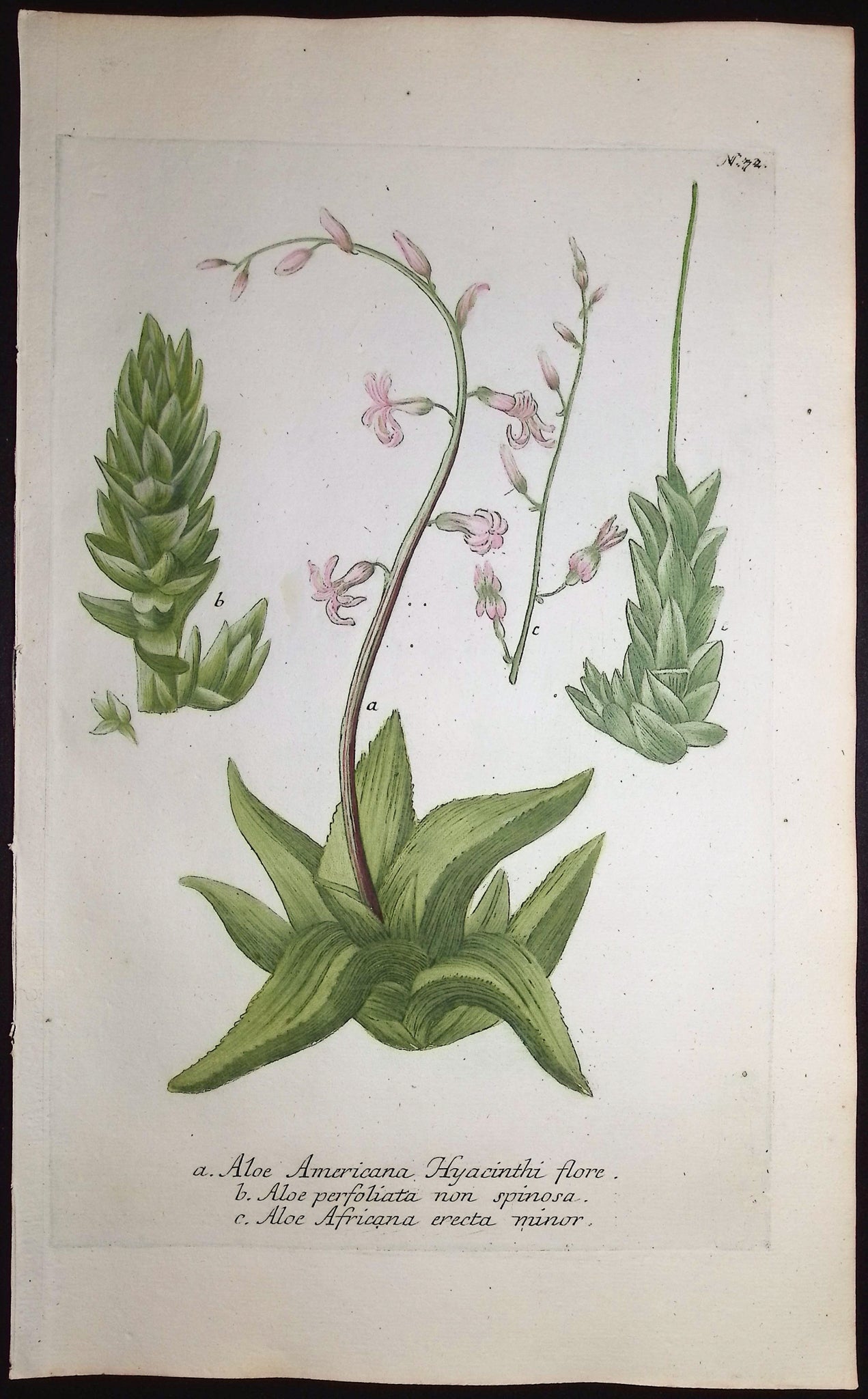 American Aloe