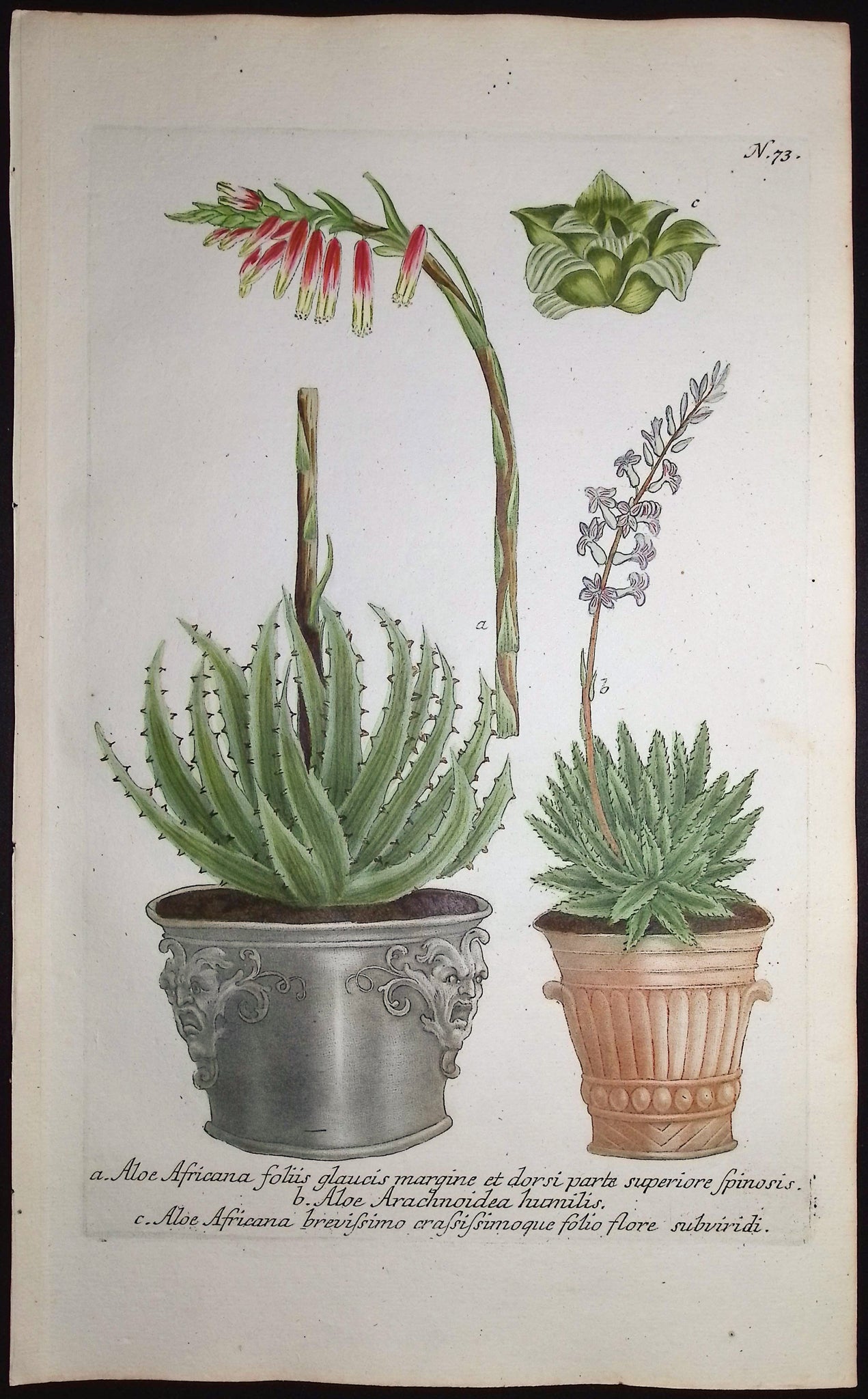 Aloe