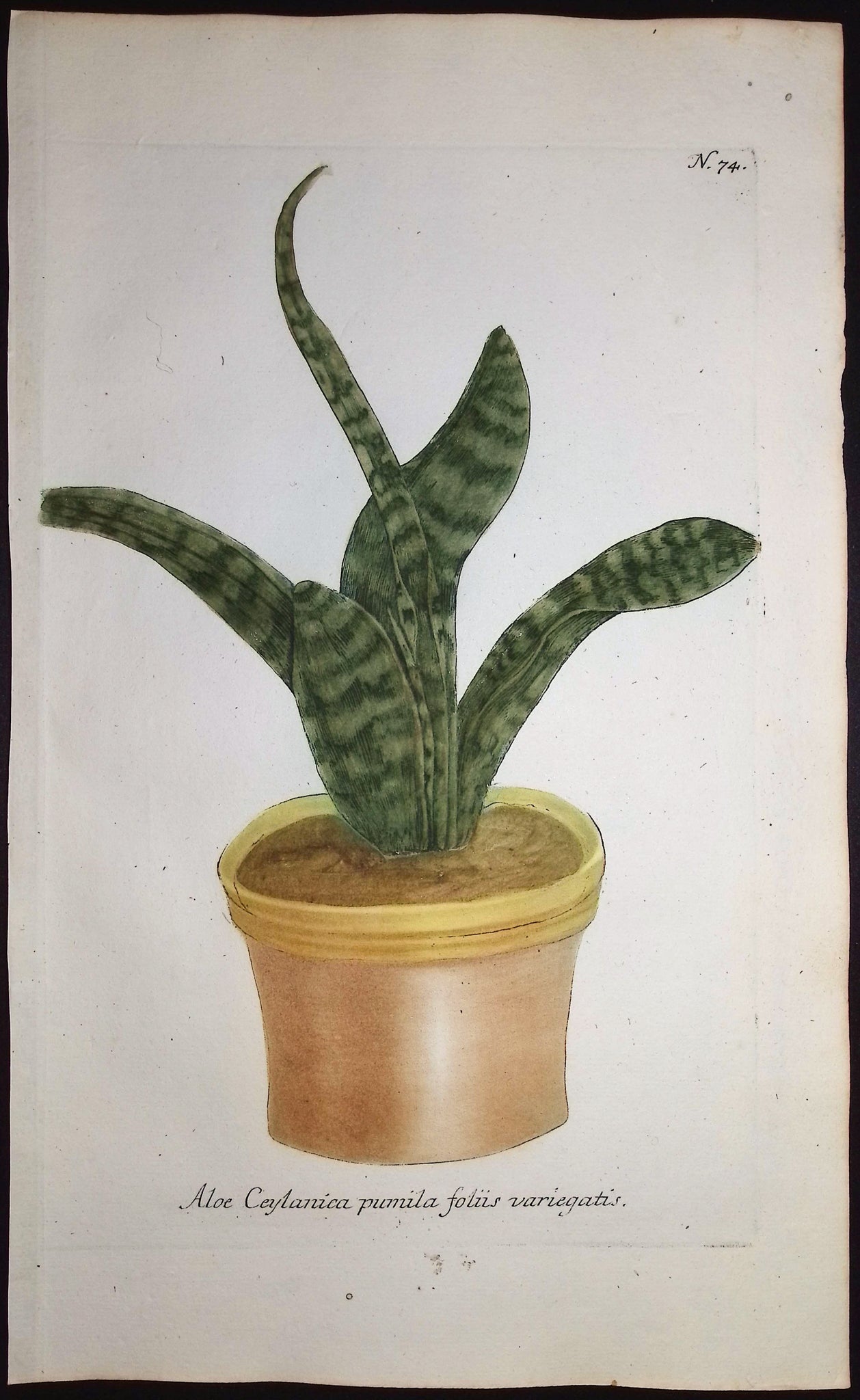 Aloe
