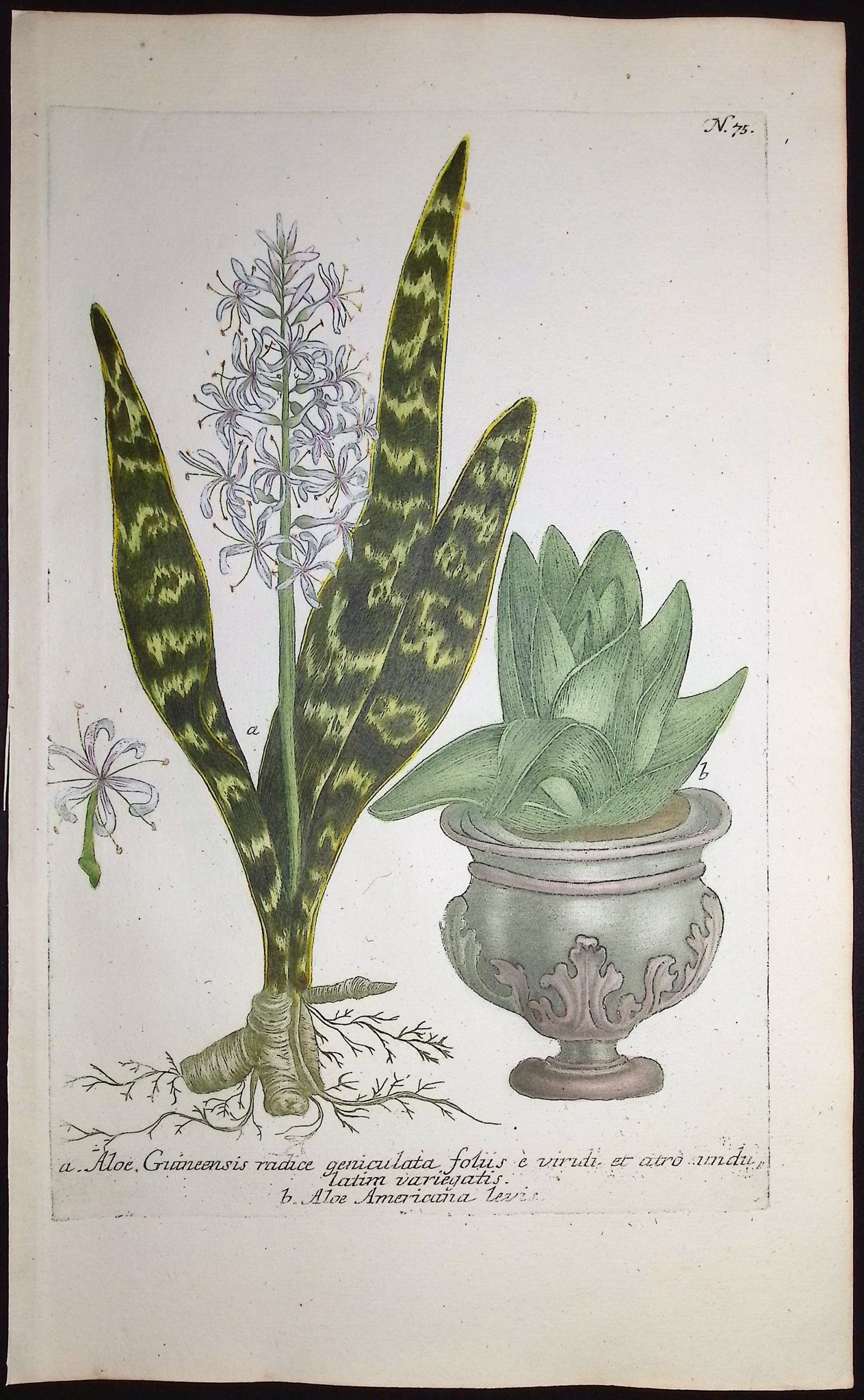 Aloe