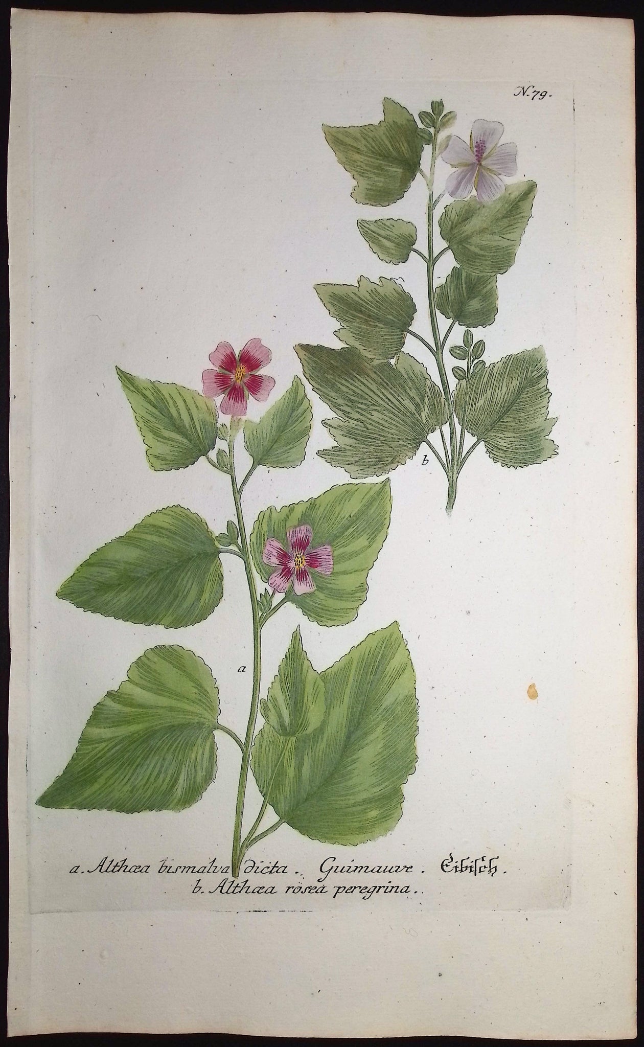 Mallow