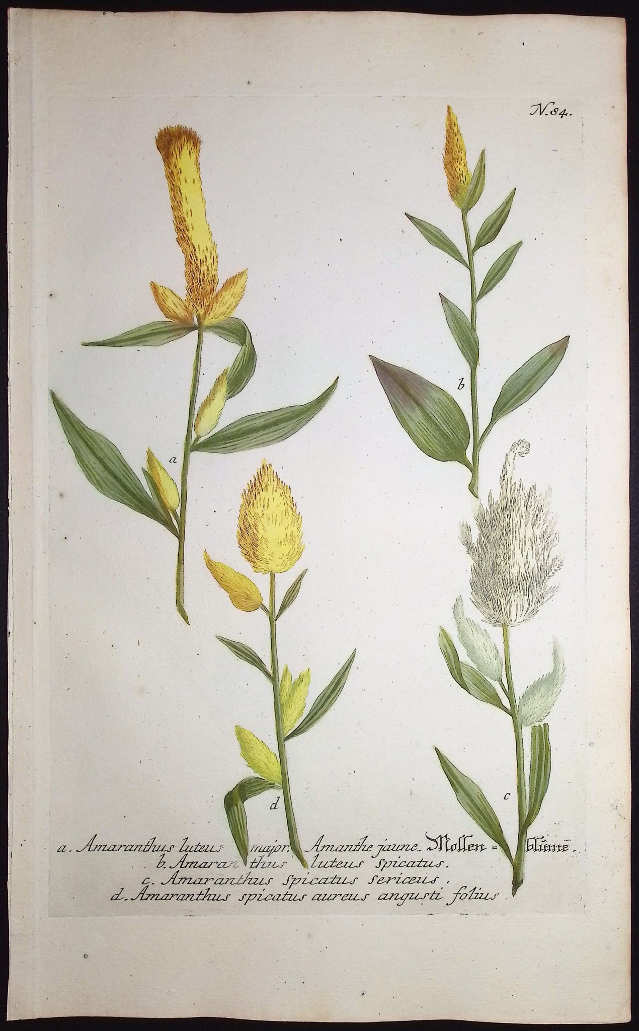 Amaranthus